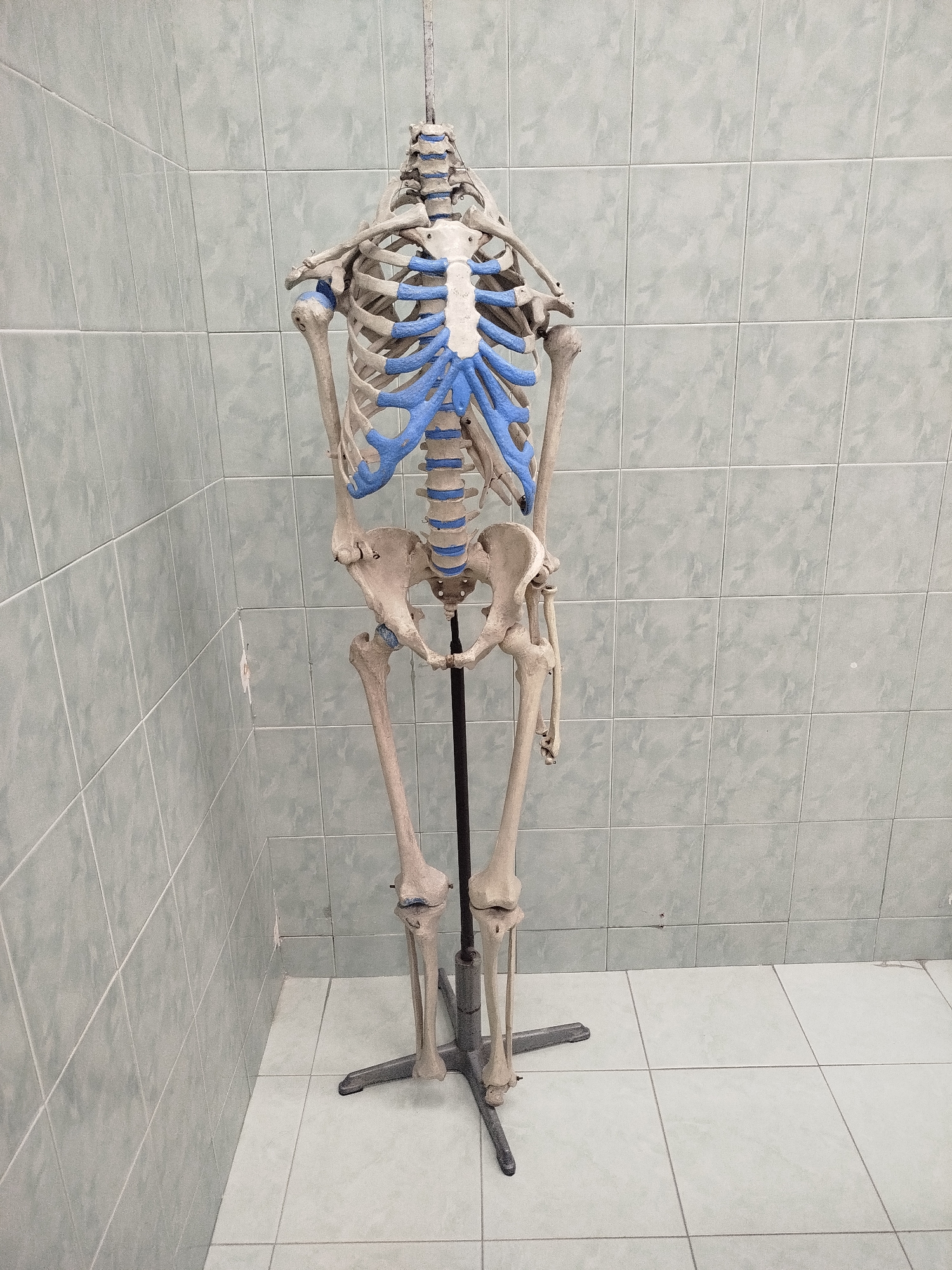 Morning scenes captured in Plovdiv: medical skeleton, parked sedan