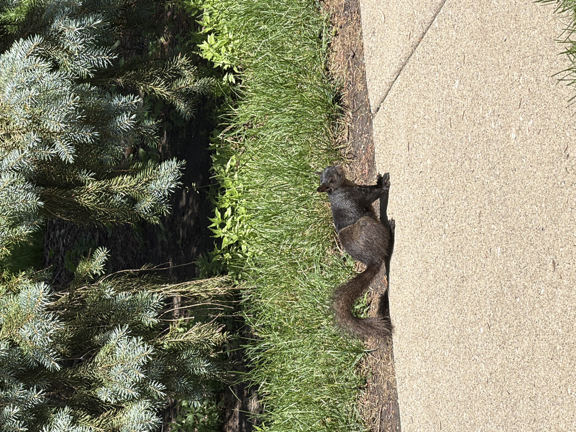 Black squirrel on a sunny Vernon Hills park sidewalk
