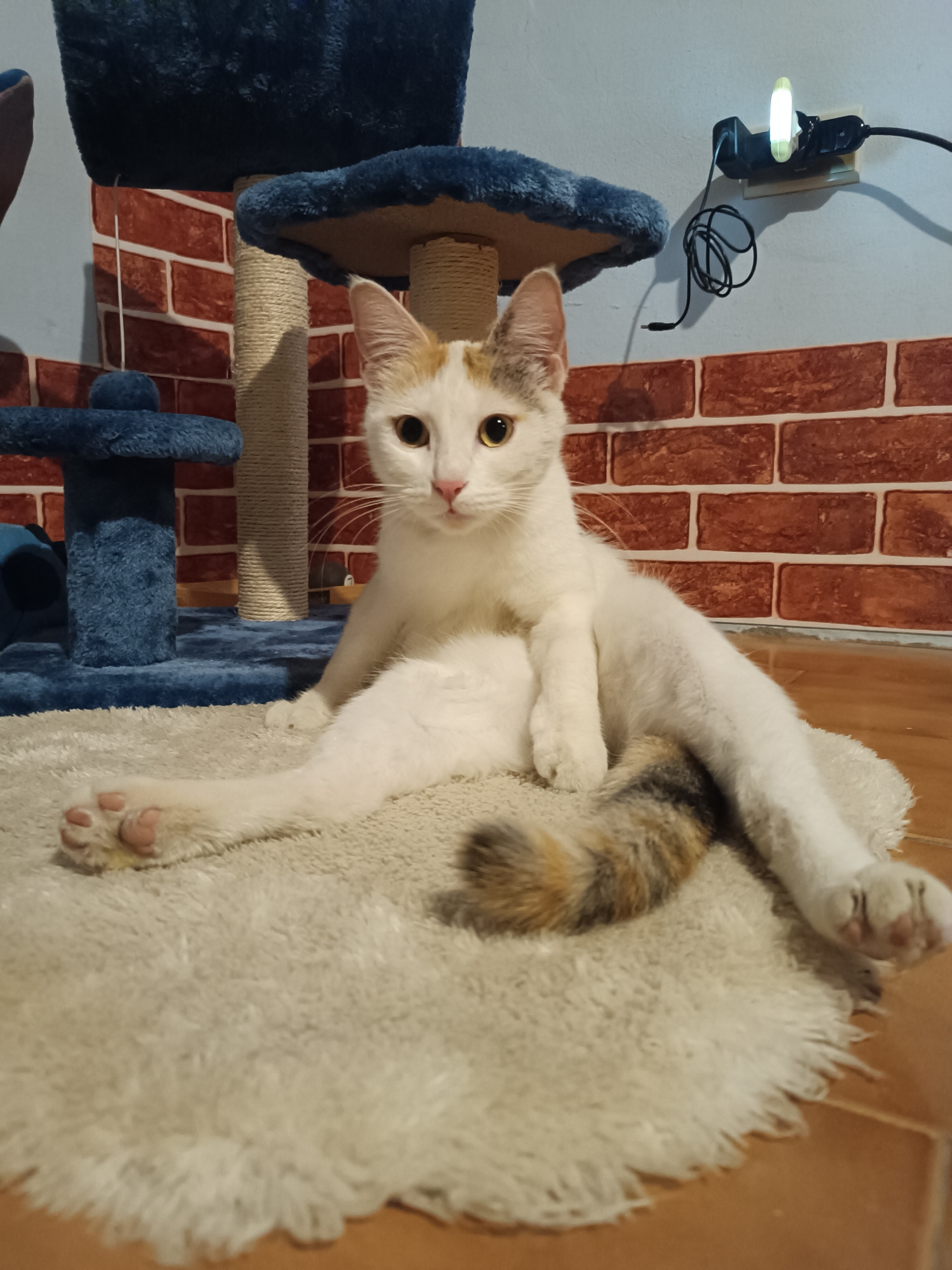 Calico cat spotted in multiple indoor locations in Viadana