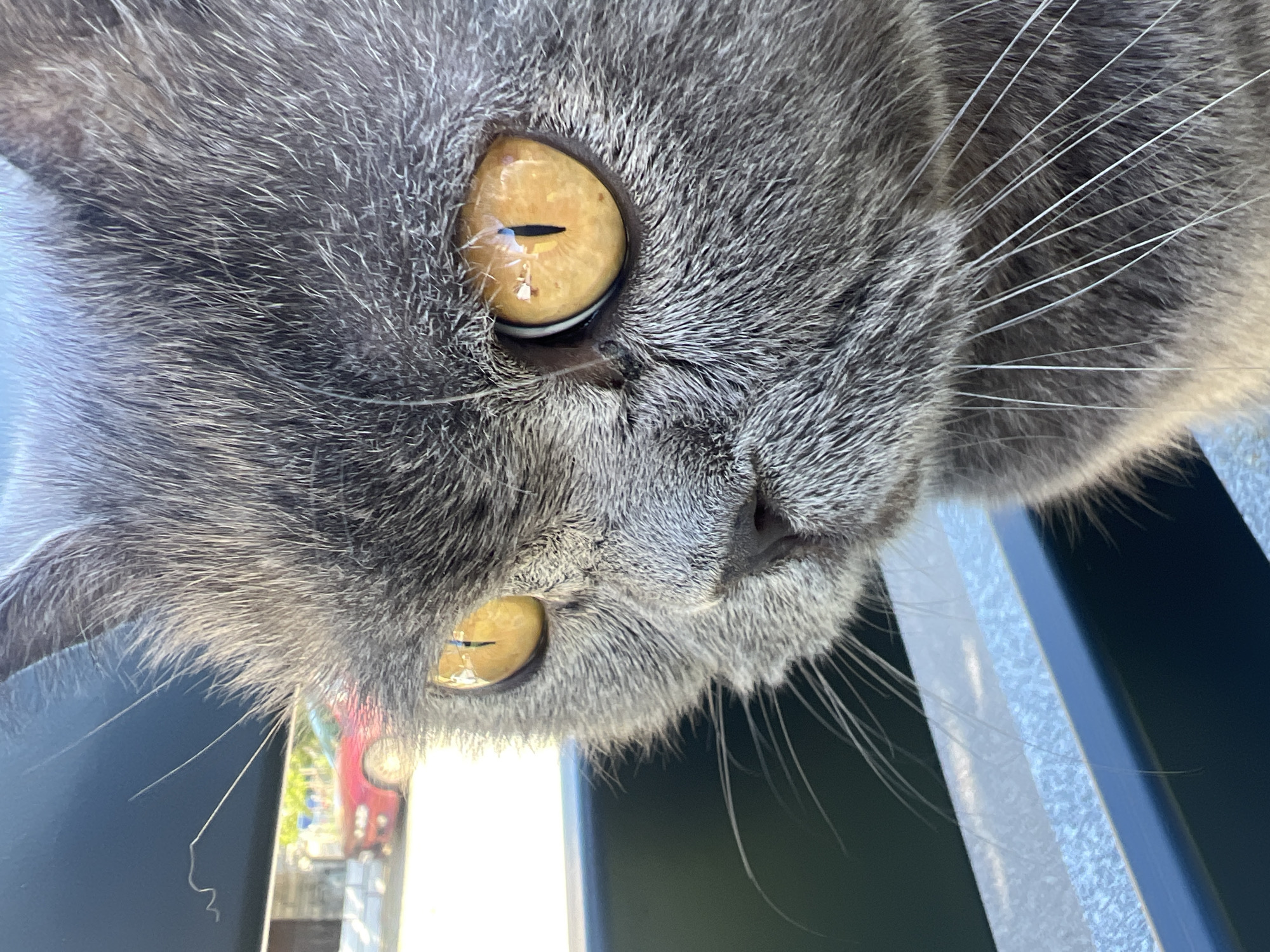 Cat and dog spotted relaxing outdoors in Kostinbrod