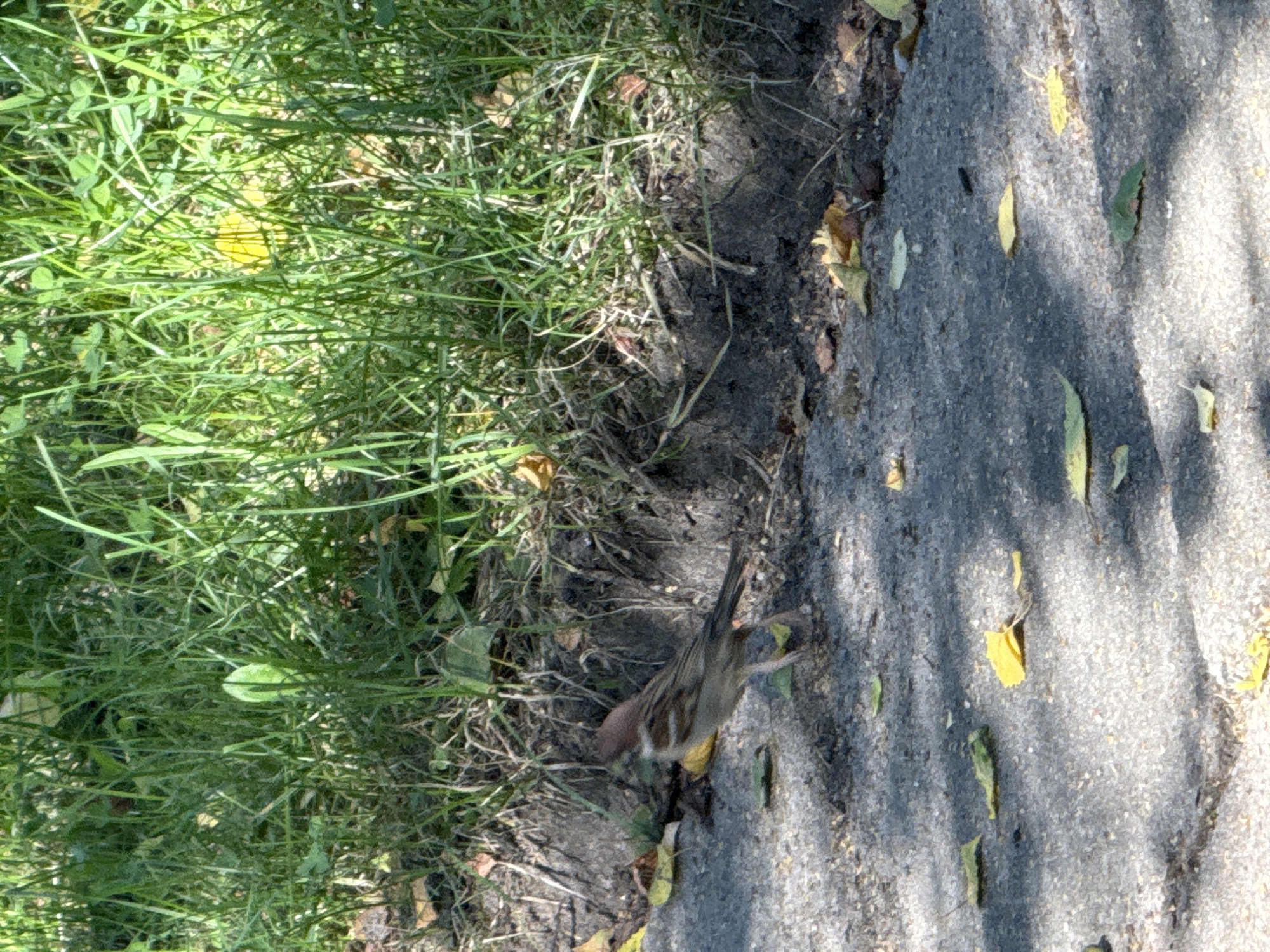 Sparrows and dog walks on a sunny Rudamina park path