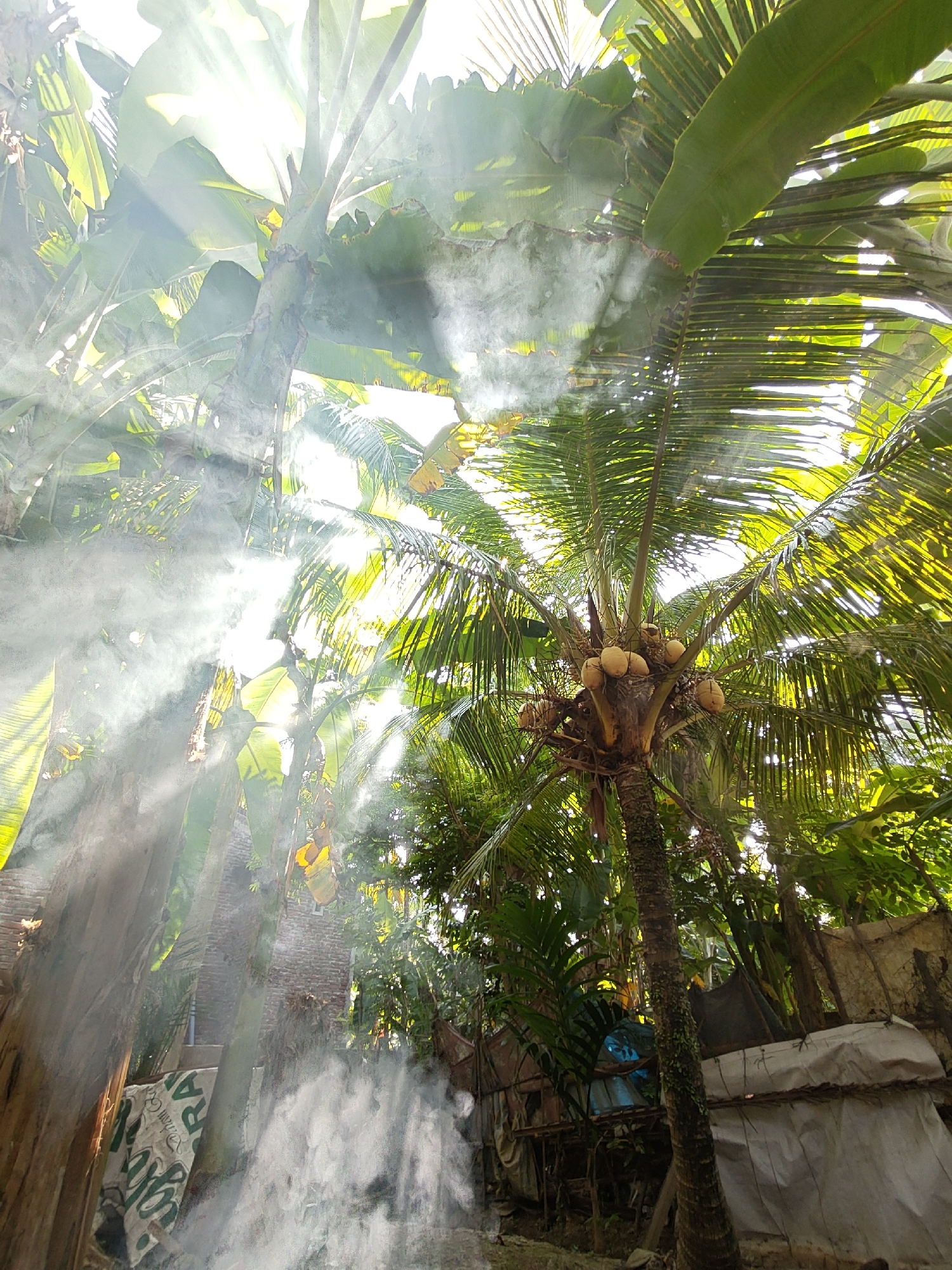 Tropical flora and light details in rural Ubitpayaitek, Indonesia