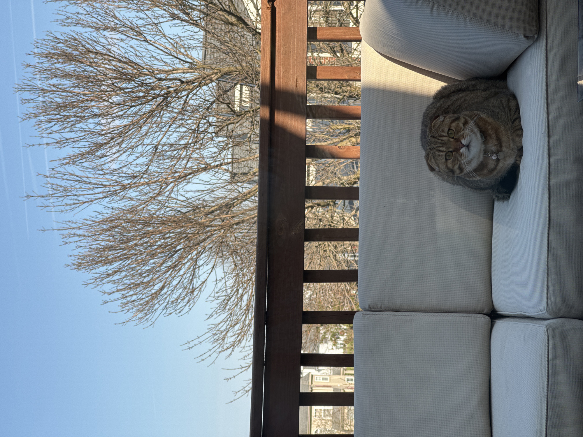 Cat relaxes in Pennsylvania residential neighborhood on clear day