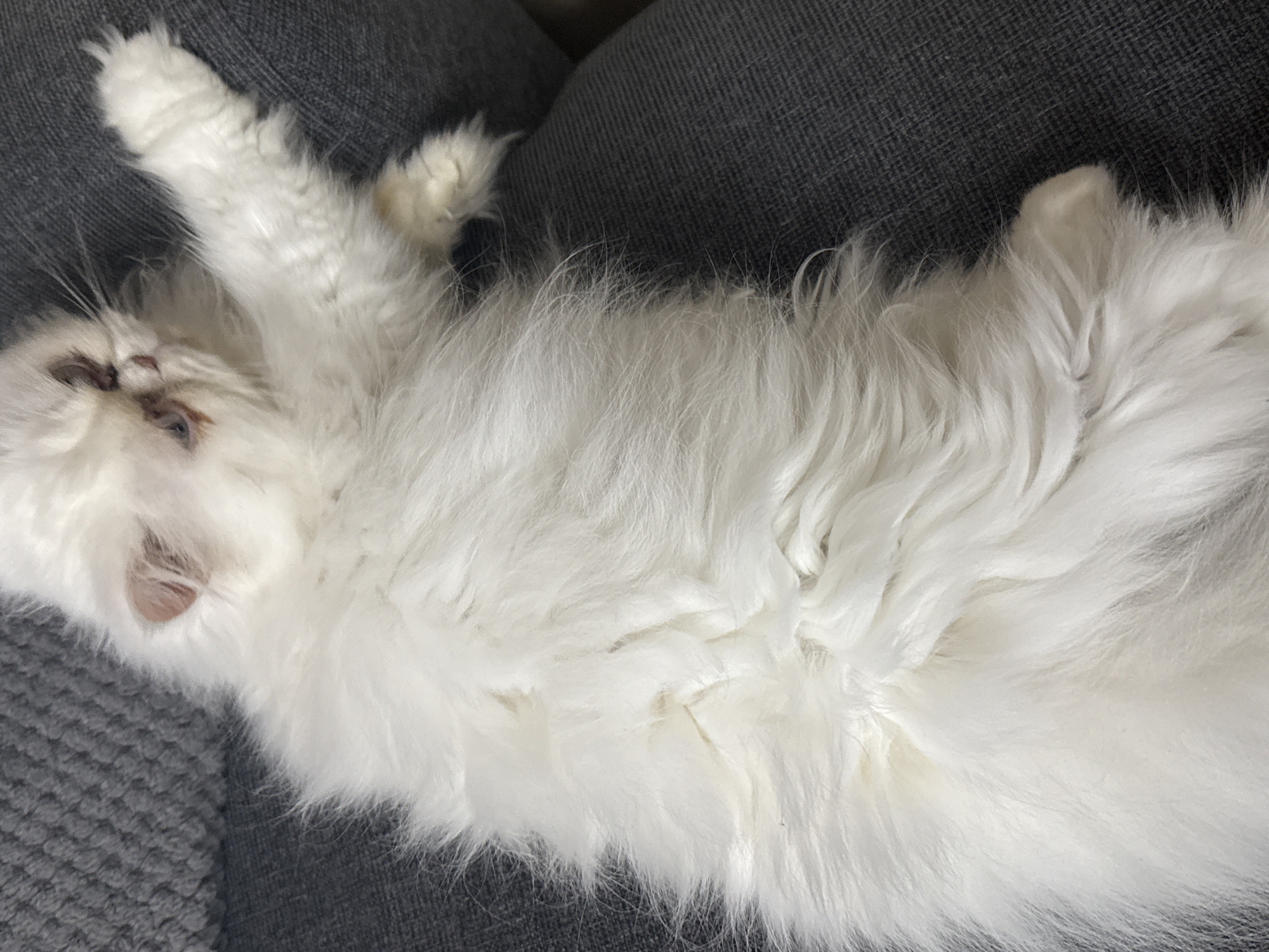White cat rests on gray surface in Burgas