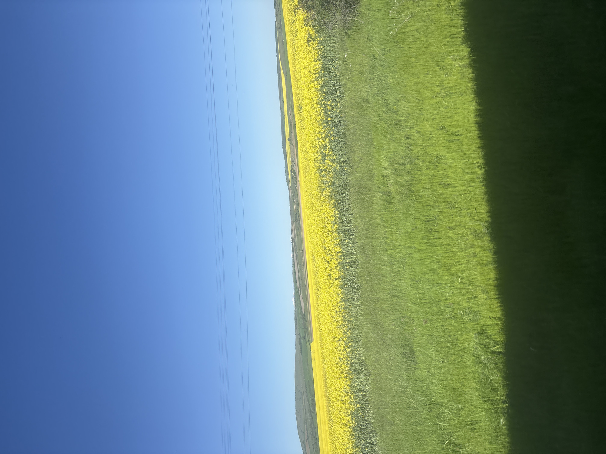 Spring rapeseed blooms observed in Bulgarian countryside near Tsar Asen