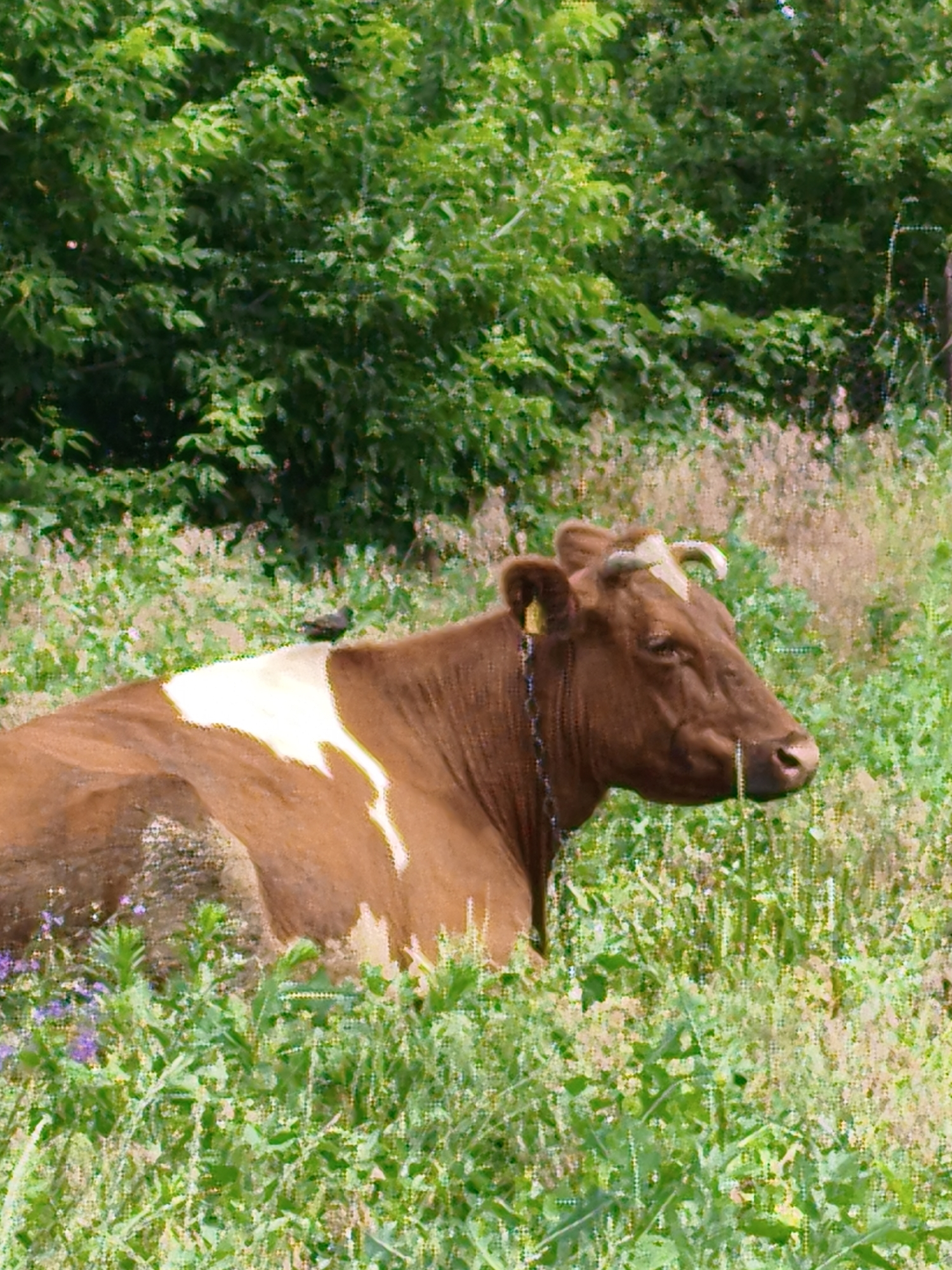 Morning walk through rural Ustyvytsia with a dog and wildflowers