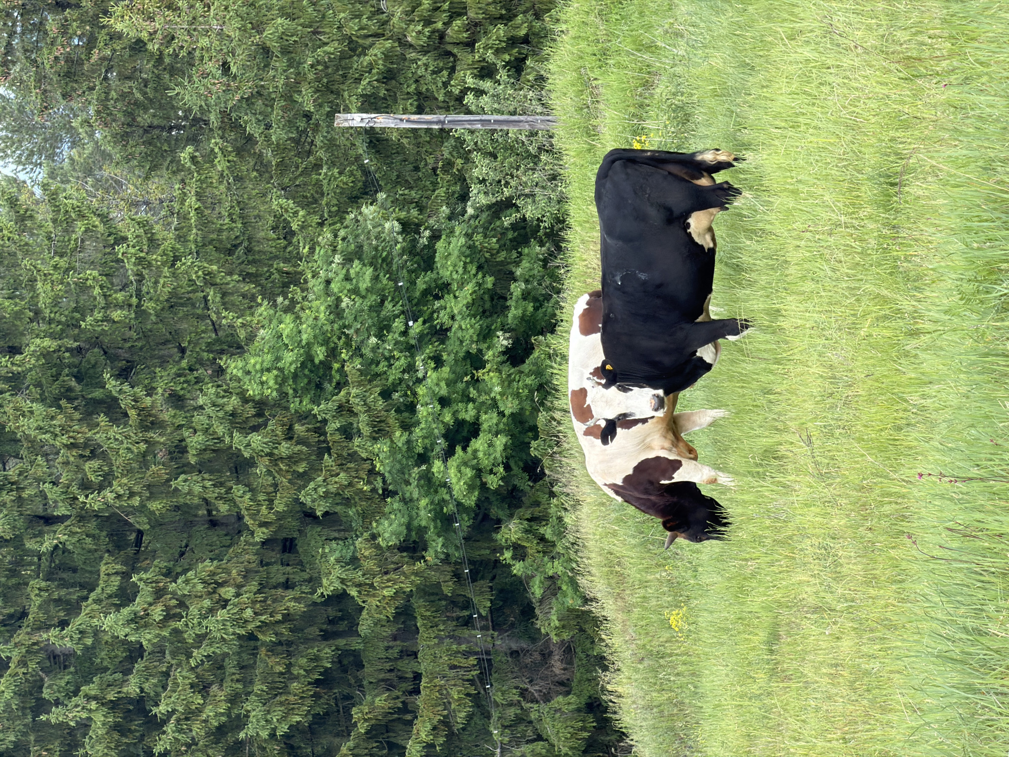 Quiet pastoral moments captured in Russian countryside fields
