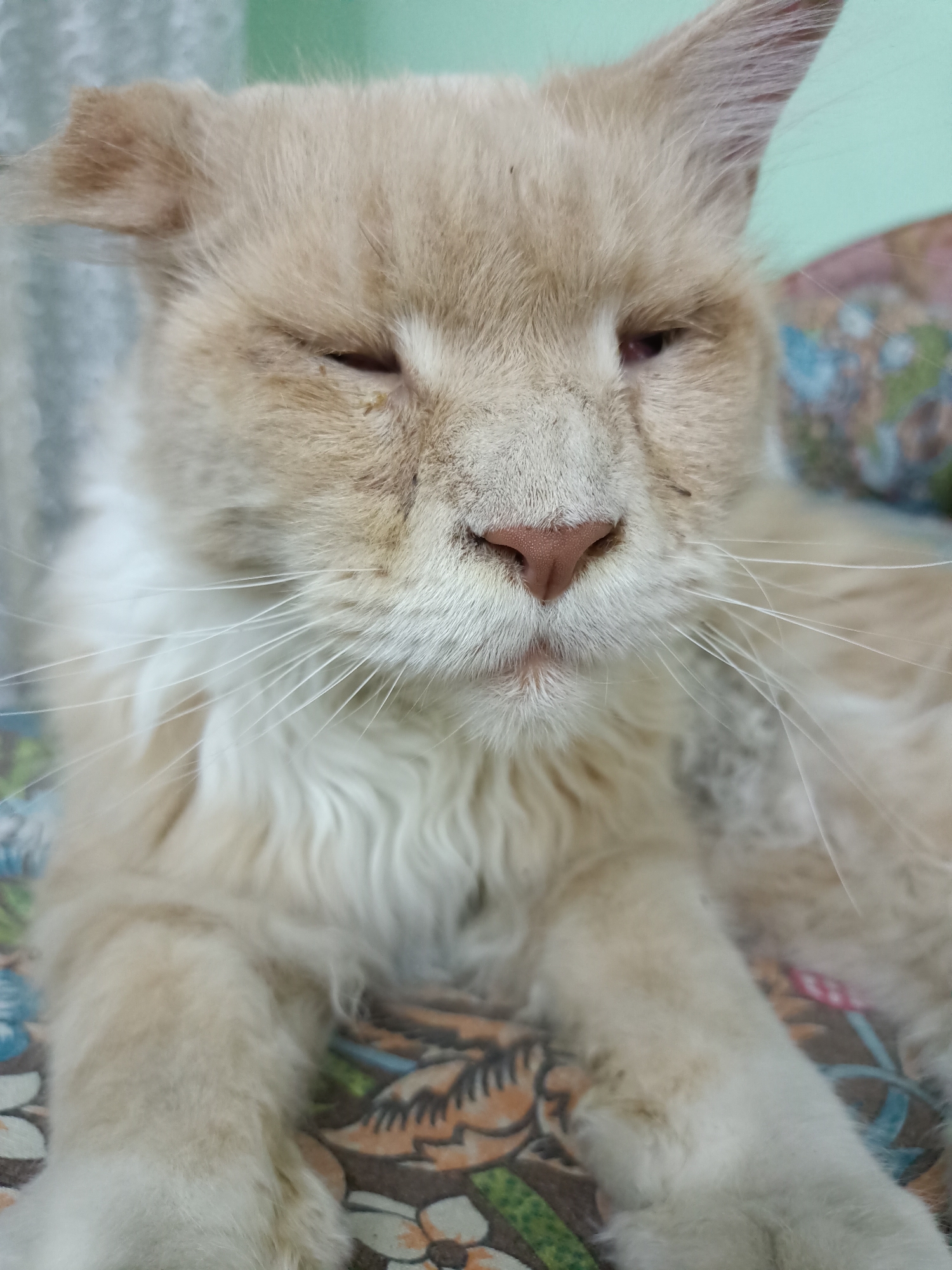Almaty resident documents cats during evening domestic scenes