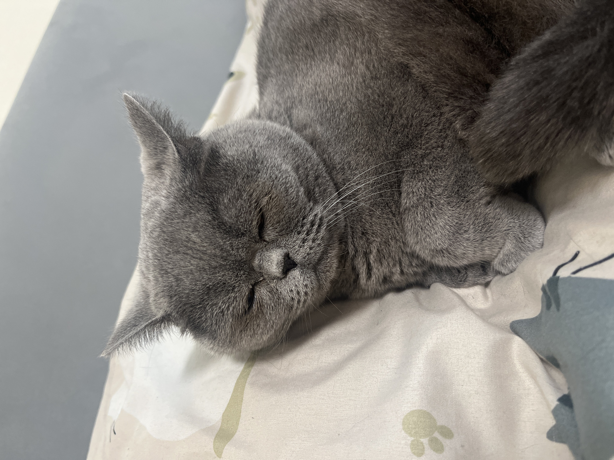 British Shorthair cat napping on a patterned bed in Saint Petersburg