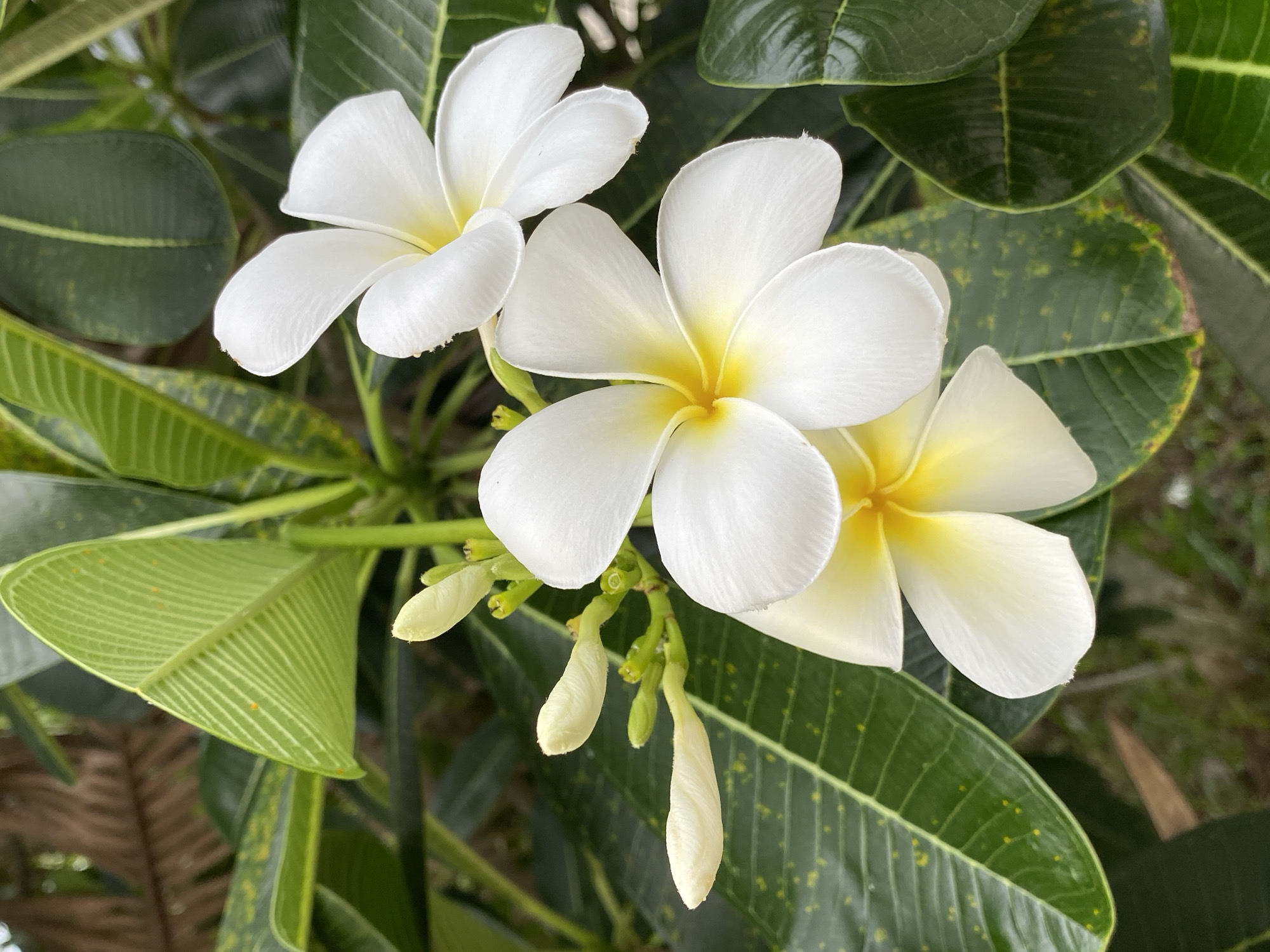 Lazy tropical morning: garden flowers, a cat, and a parked bike