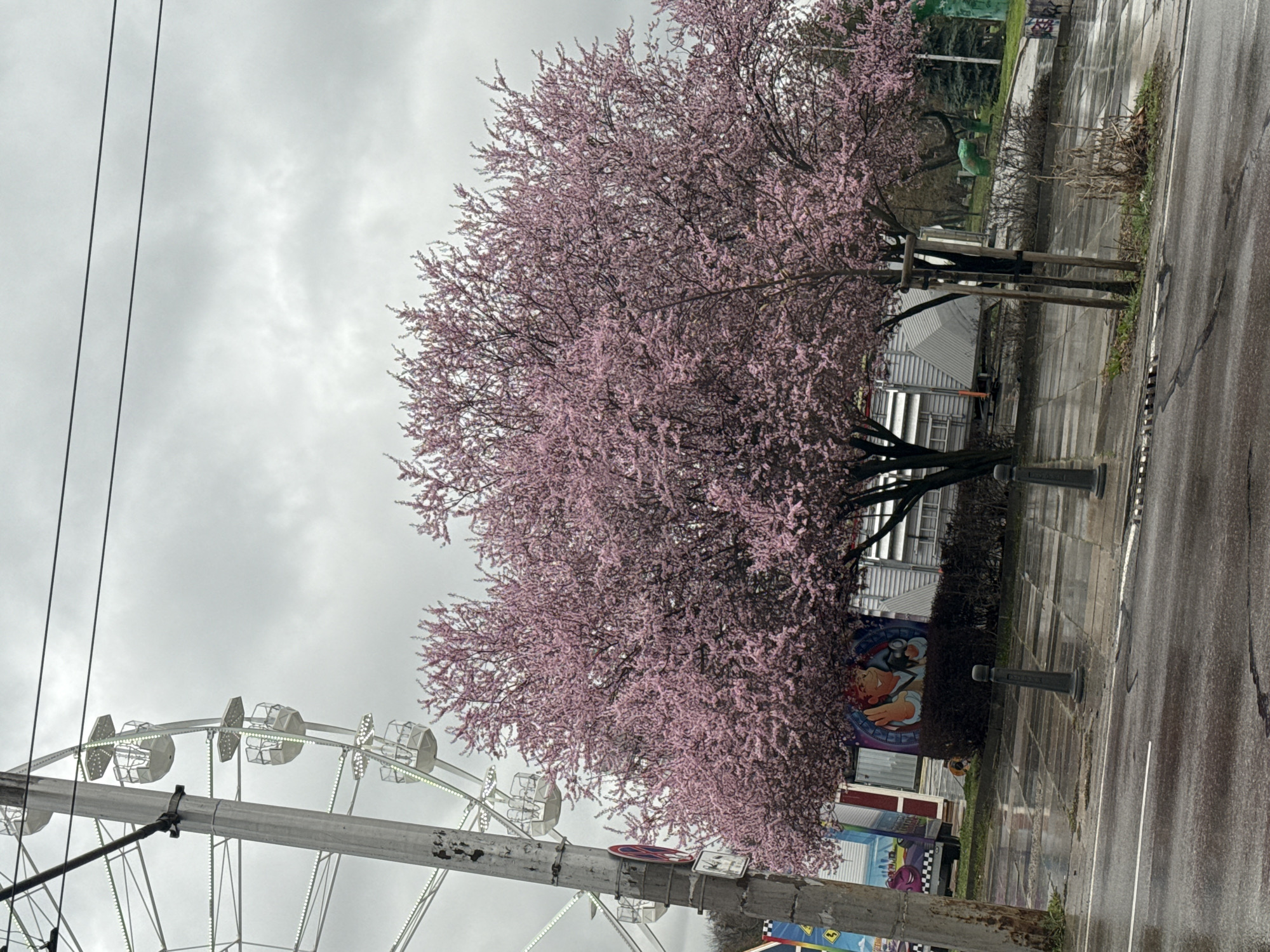 Pink blossoms bloom on Sofia street tree