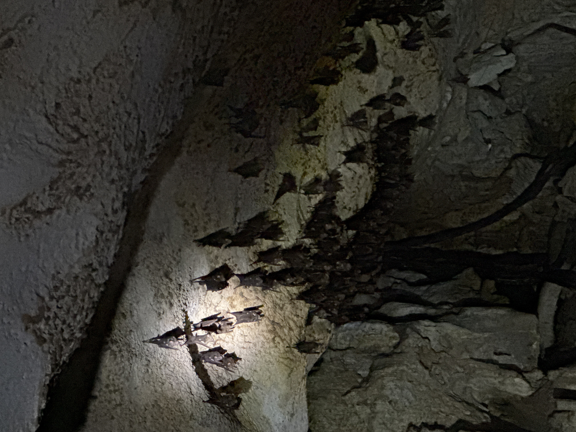 Bat colony documented in San Isidro cave, Philippines