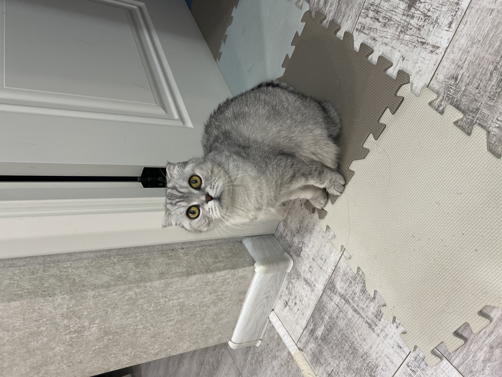 Folded-ear tabby cat photographed indoors in Cheboksary, Russia