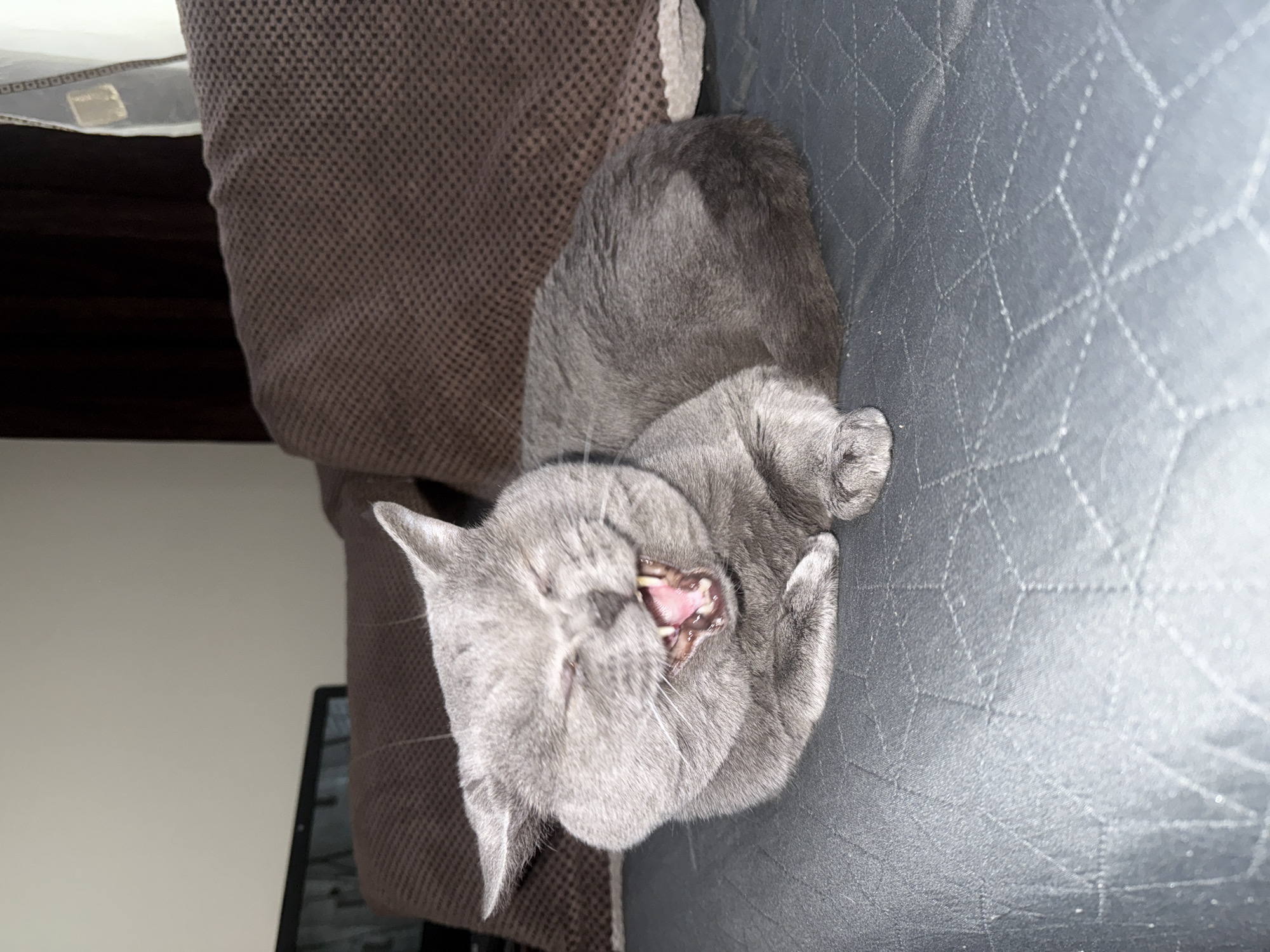 Gray cat caught yawning on quilted surface