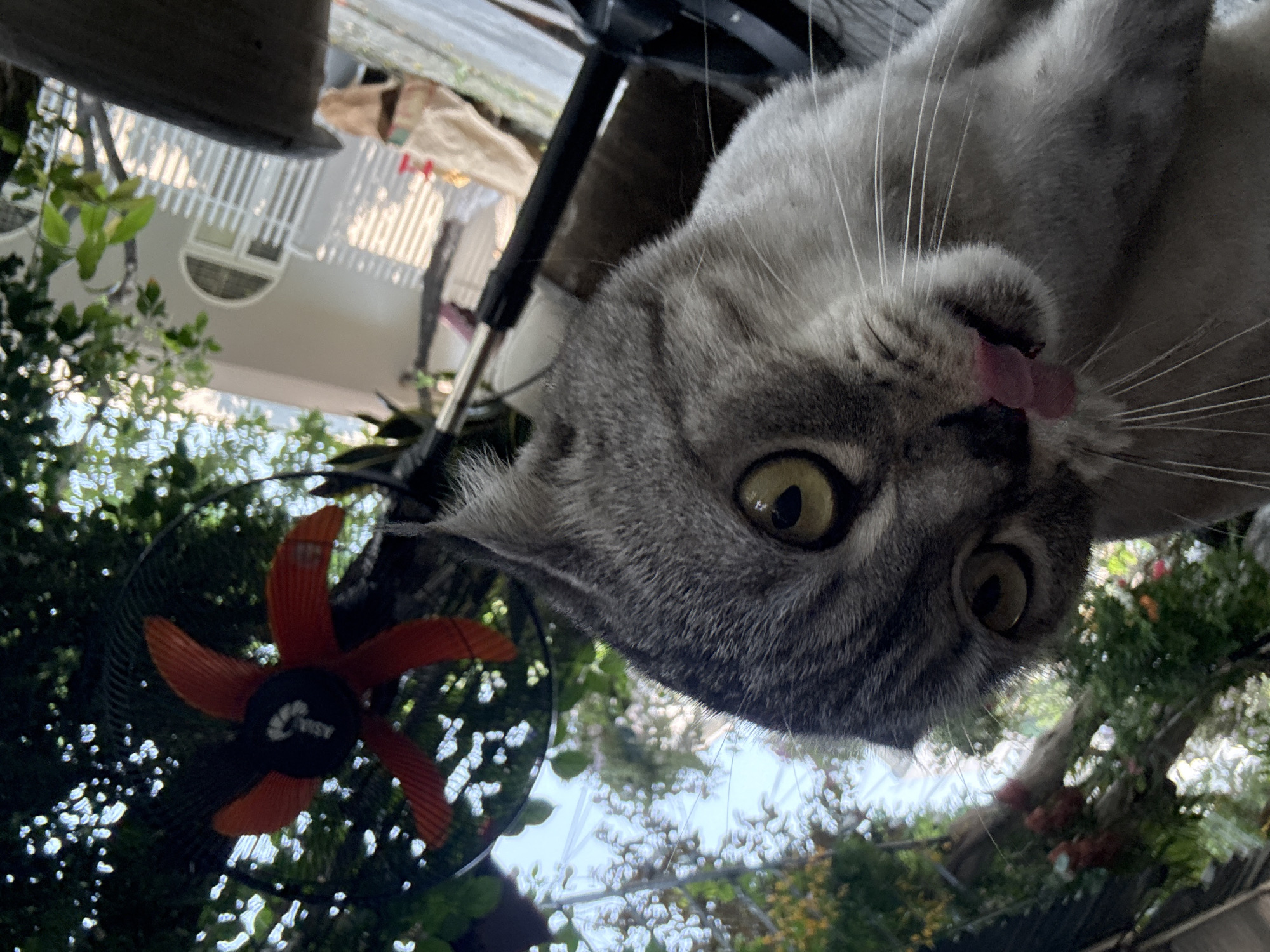 Grey tabby cat spotted on tiled surfaces in Đà Nẵng