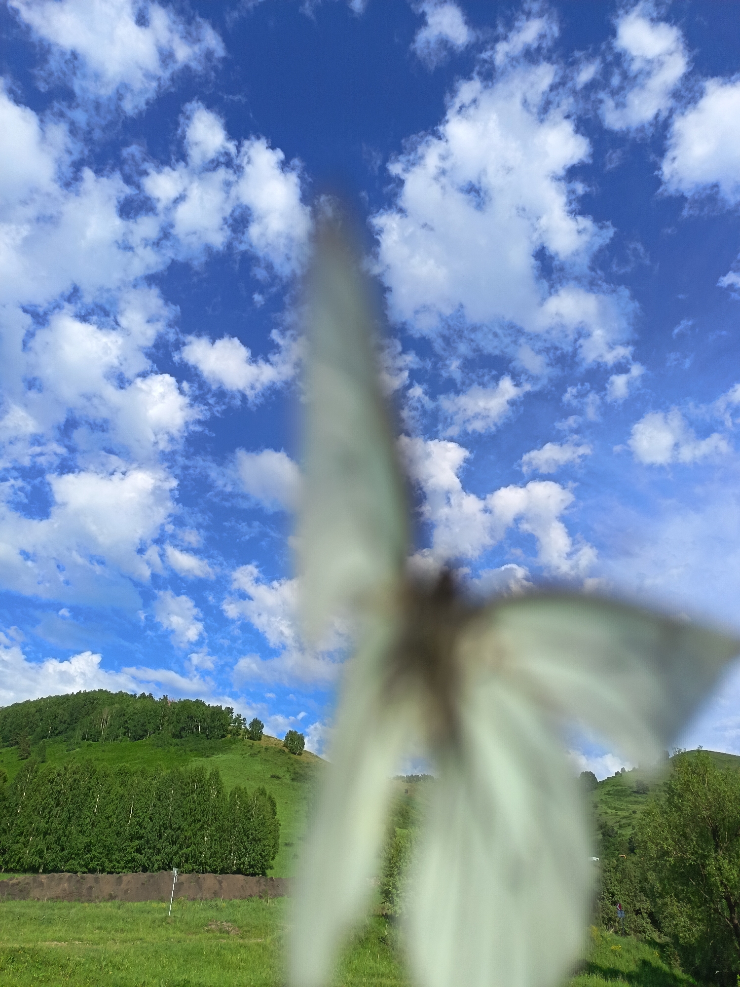 Butterflies and blooms in rural Russian village morning