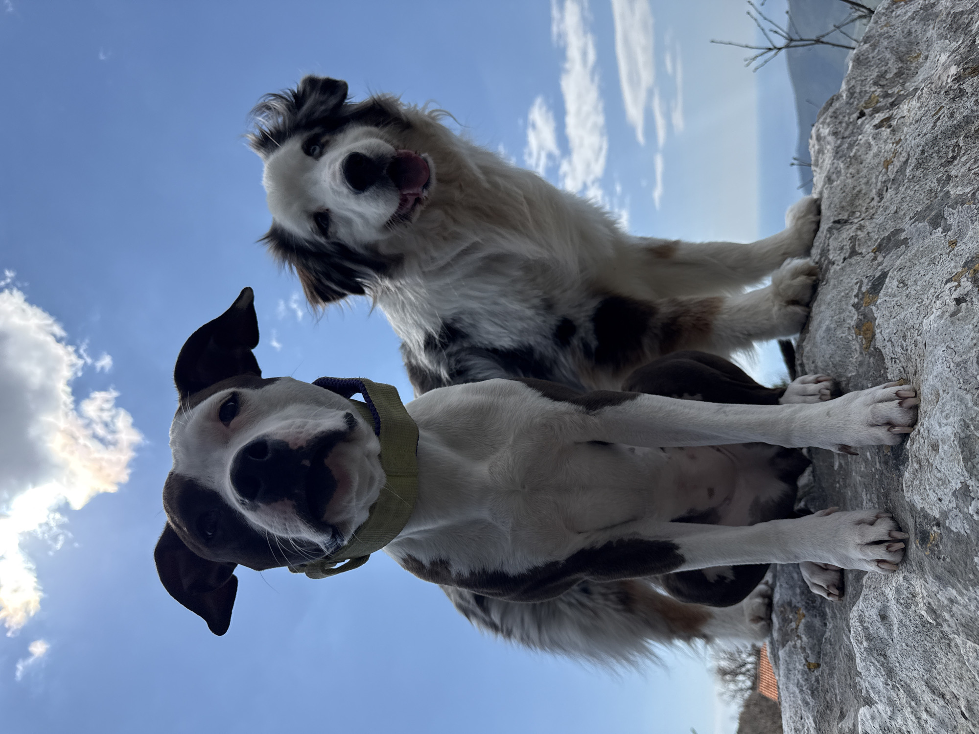 Dogs spotted exploring Montenegro countryside amid wildflowers and rocky terrain