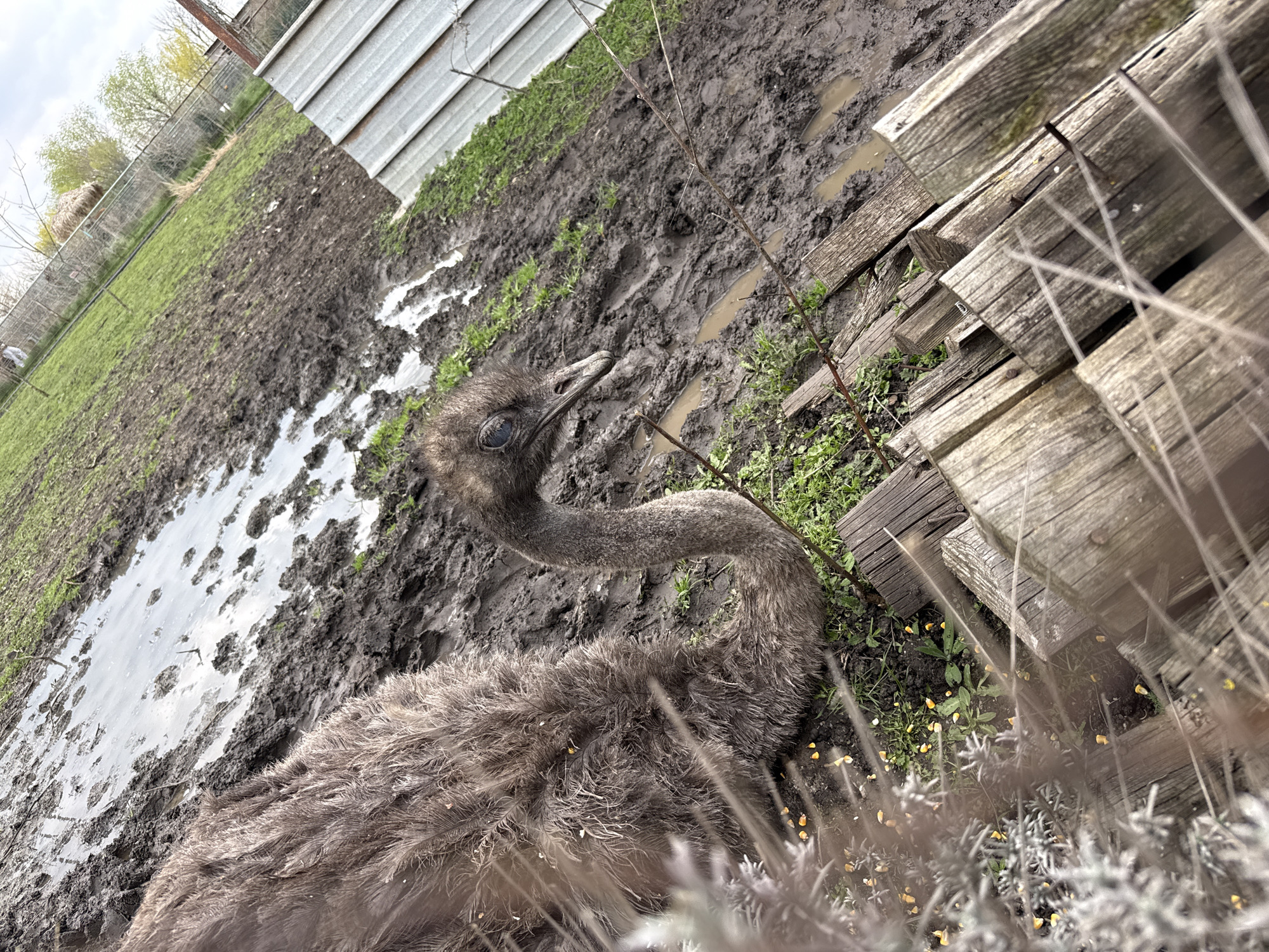 Morning wildlife viewing at Burgas Zoo captures lemurs and waterfowl
