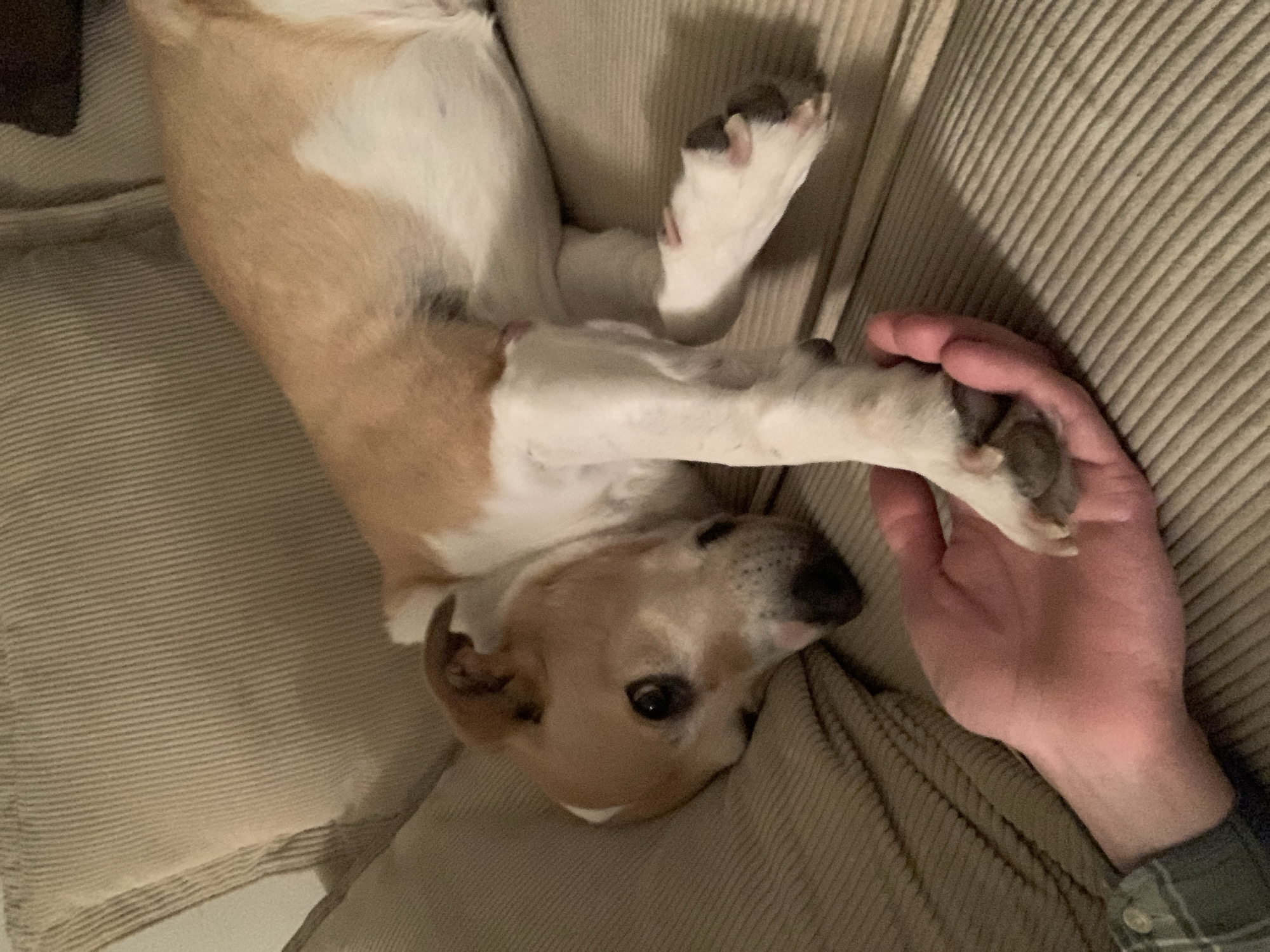 Dog relaxes with owner in Tel-Aviv home interior