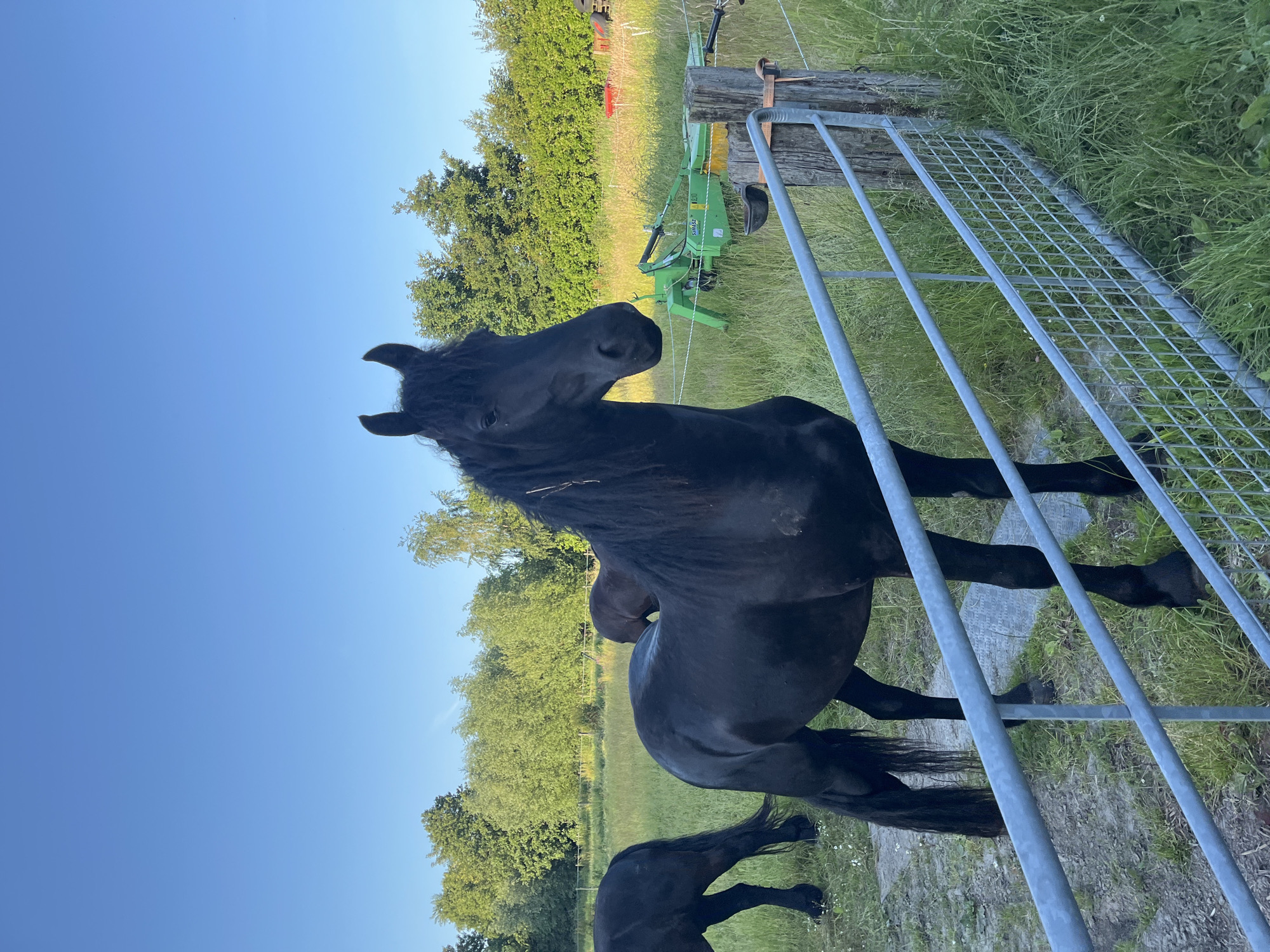 Black horses and outdoor setup in Uithuizen on a summer evening