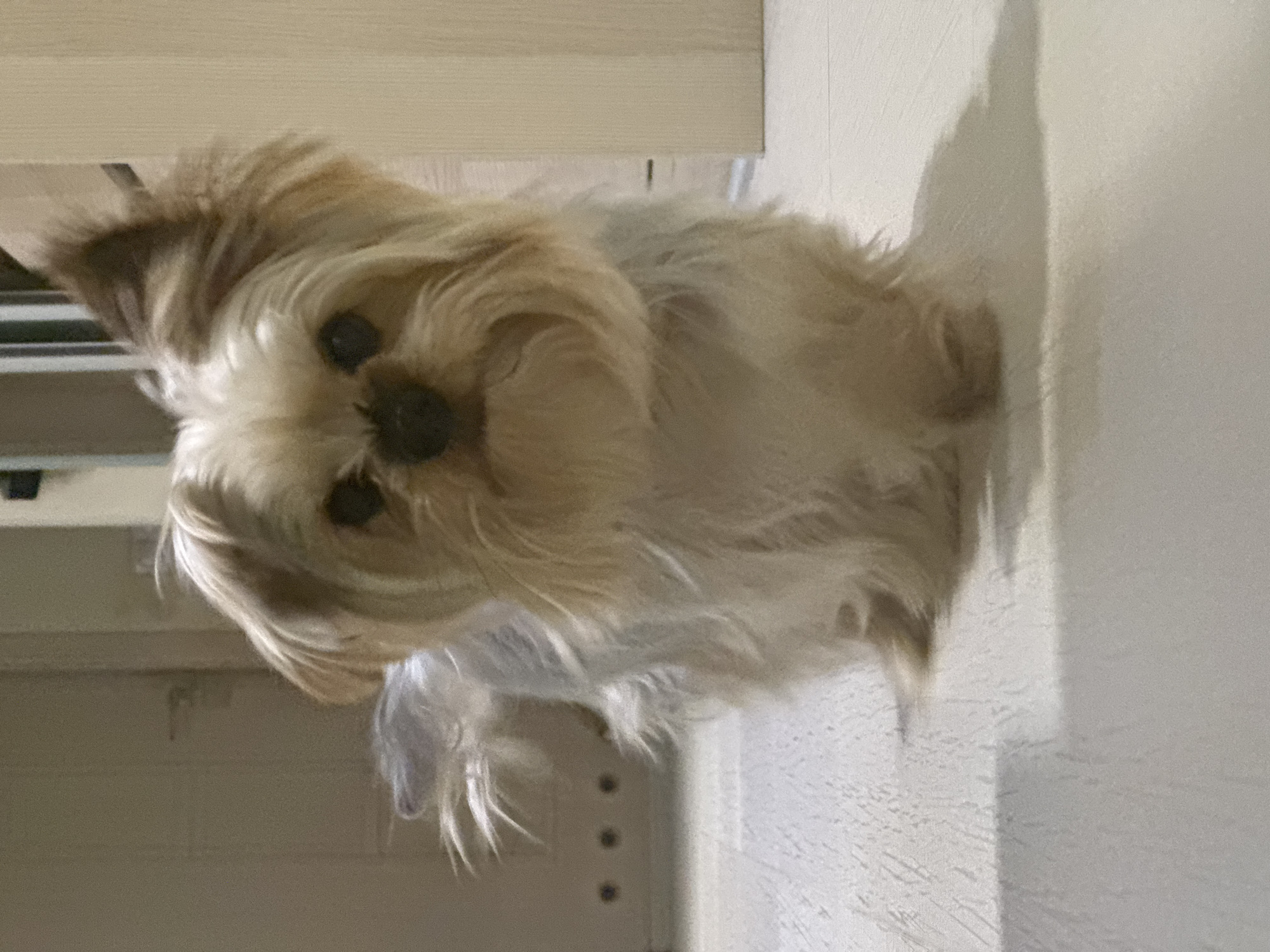 Man and Yorkshire Terrier photographed together in Sofia apartment