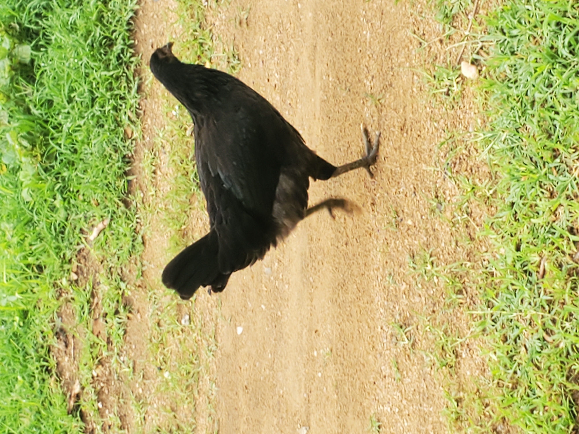 Morning scenes of people and chickens along Kabwir's dirt paths