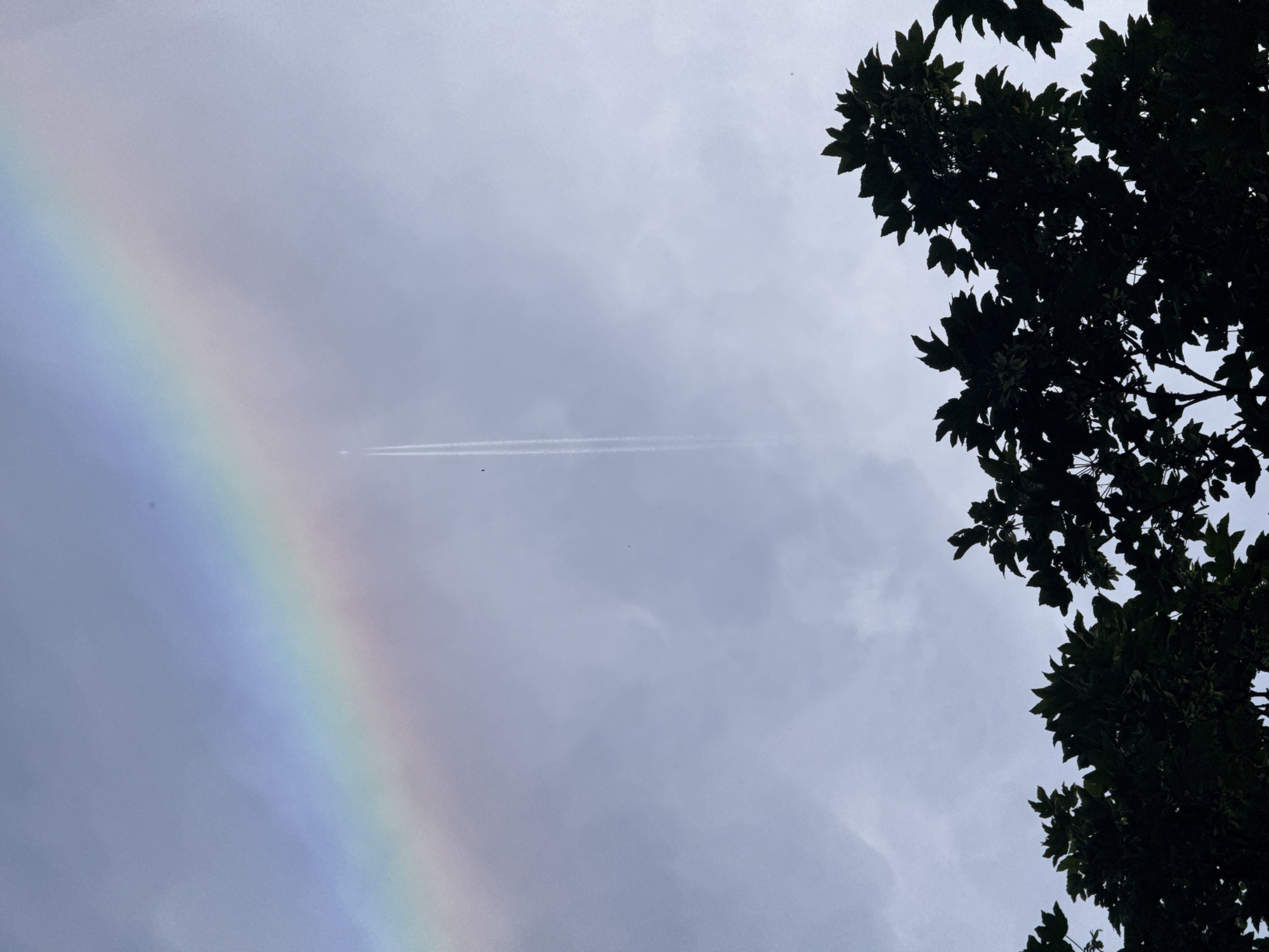 Nature, food, and vehicles on a June afternoon in Amstelveen