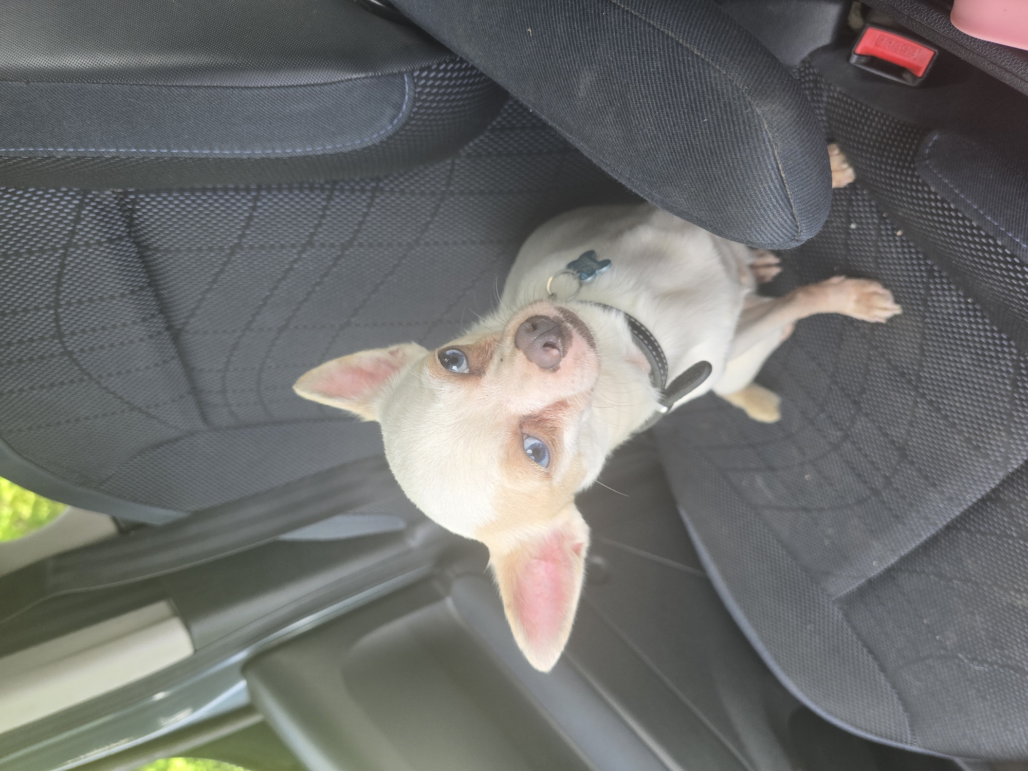 Small Chihuahua spotted in car passenger seat in Wattrelos