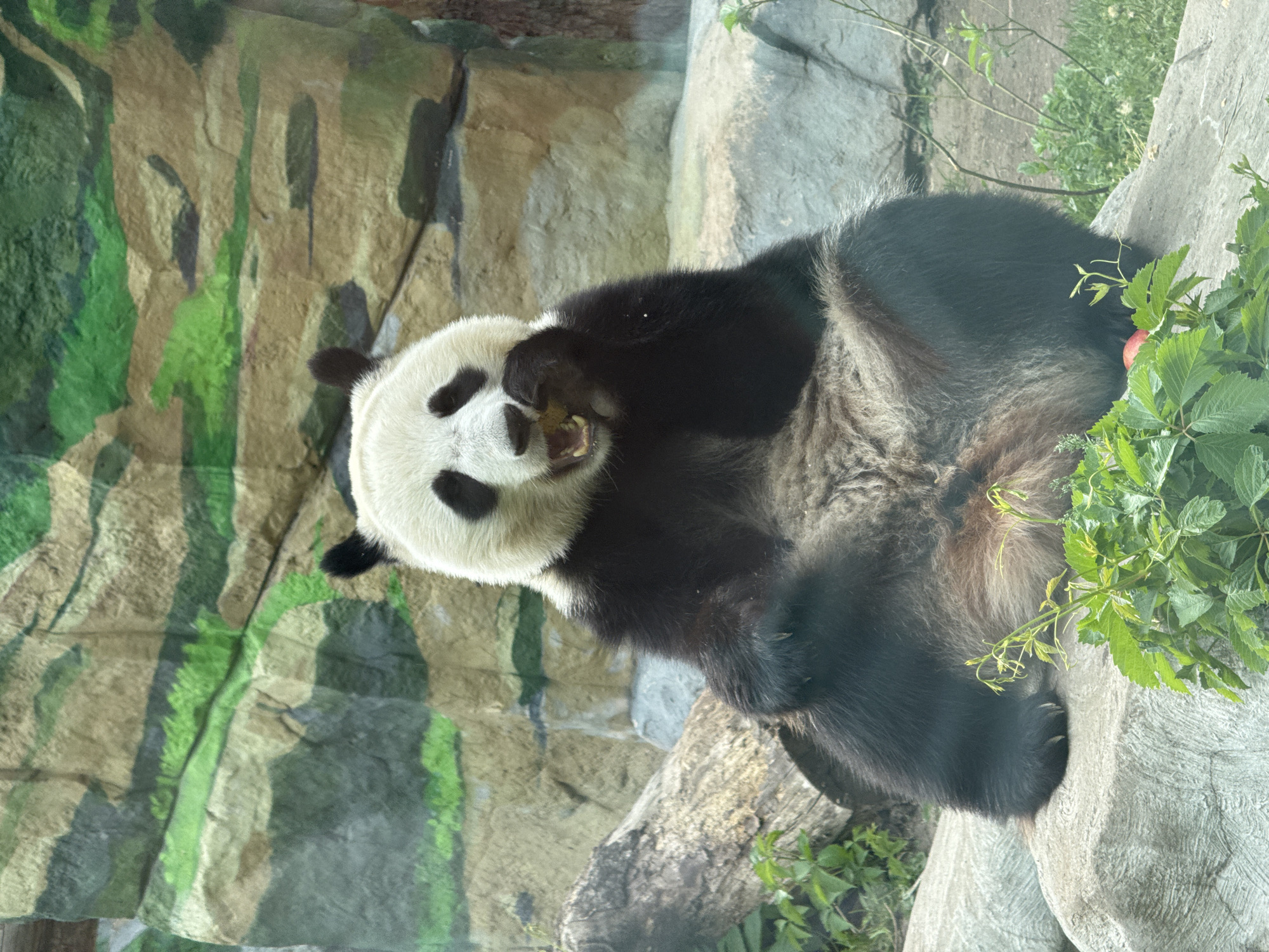 Giant panda feeds during midday rest at Moscow Zoo
