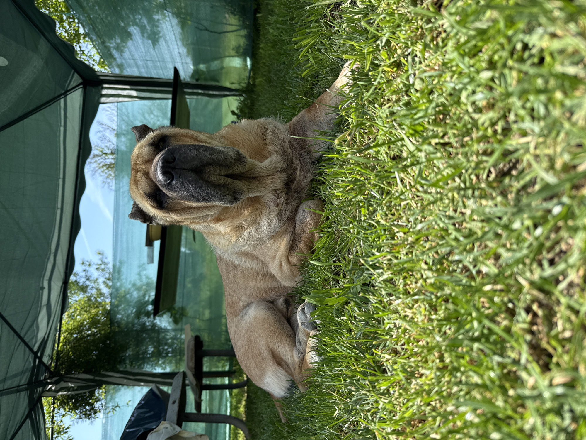 Large wrinkled dog rests on grass in Zornitsa, Bulgaria
