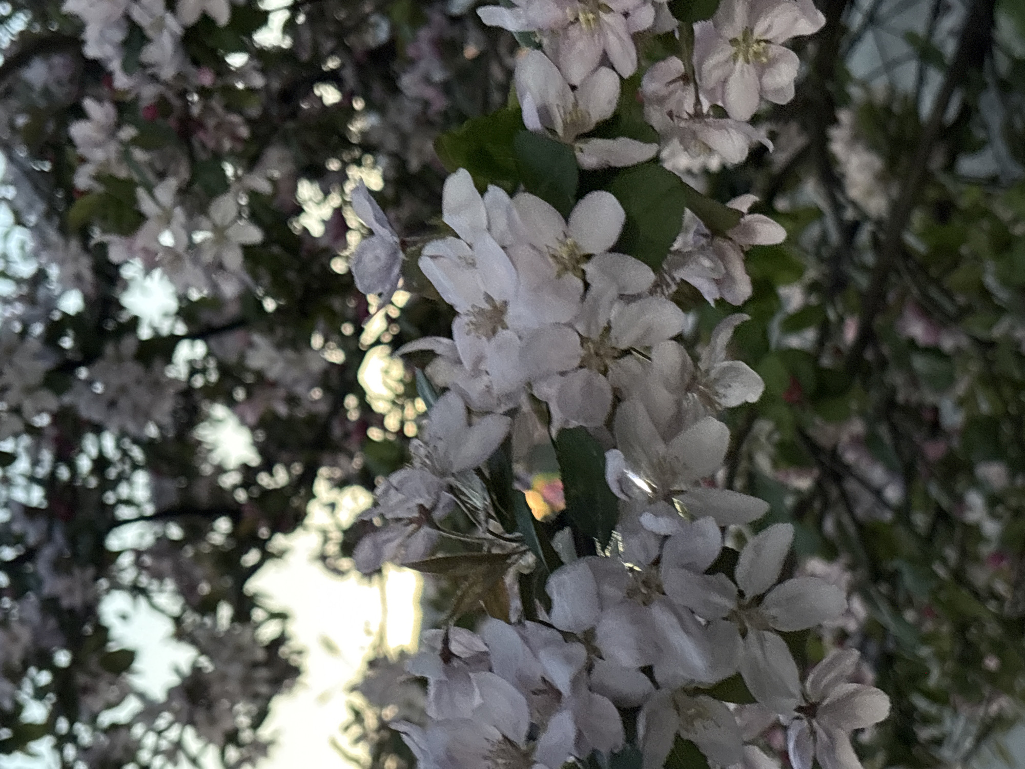 Spring blooms and selfies captured in Perm, Russia