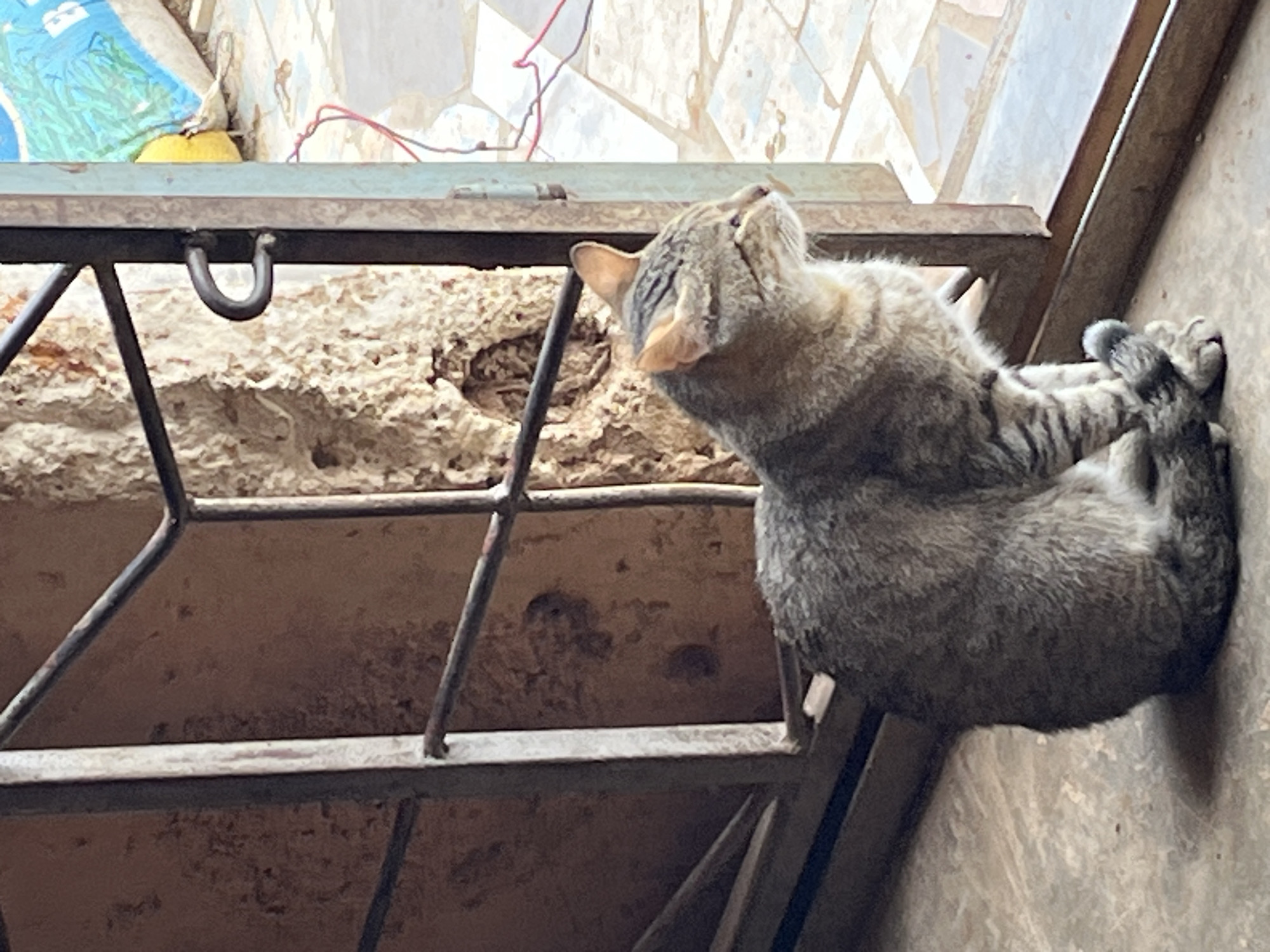Morning scenes around a Jos neighborhood — streets, cats, and daily life