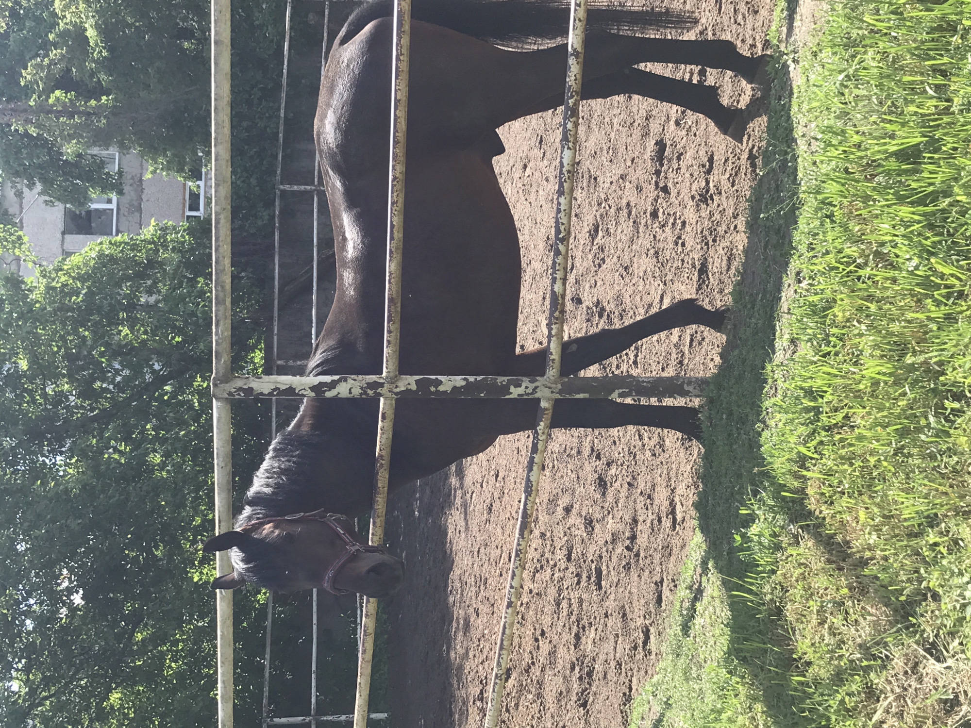 Woman tends to horse at Kharkiv stable facility