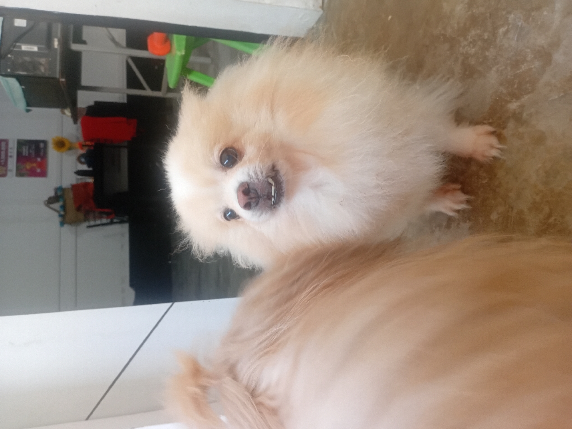 Playful Pomeranian dogs on concrete floor in Kuta Selatan