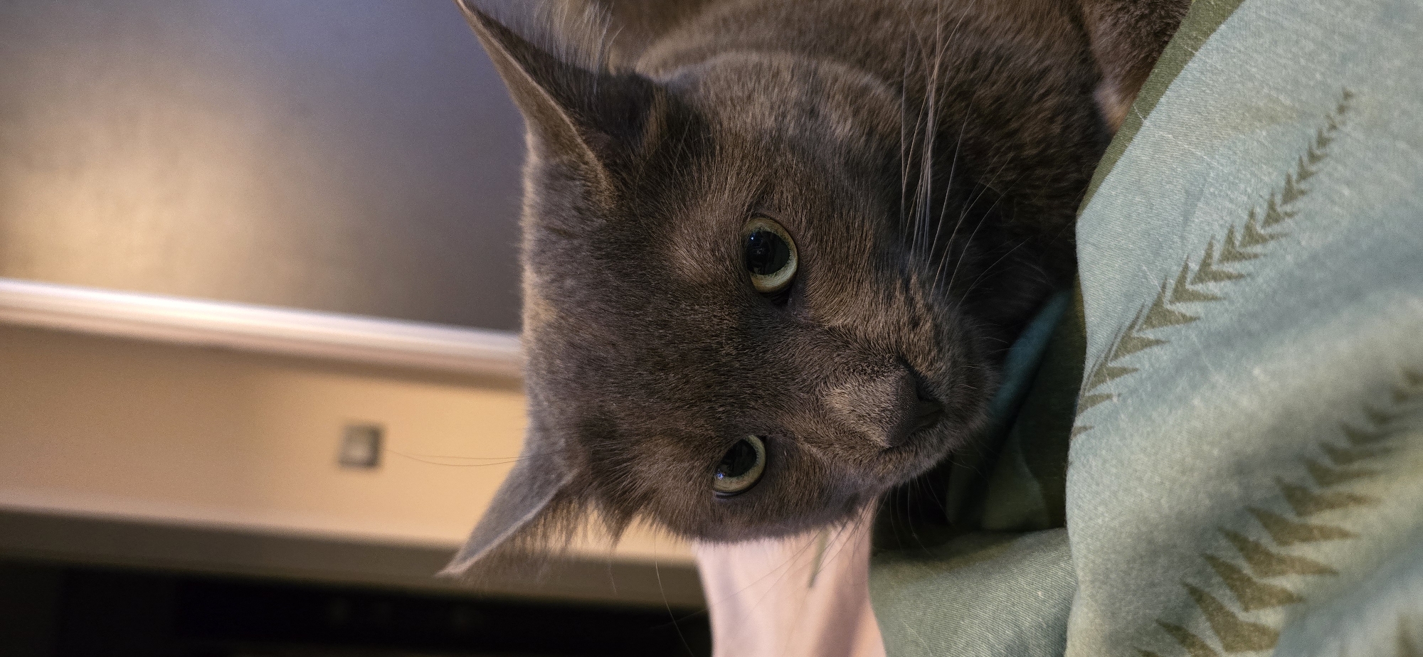 Gray cat chilling, yawning, and getting petted indoors in Vratsa