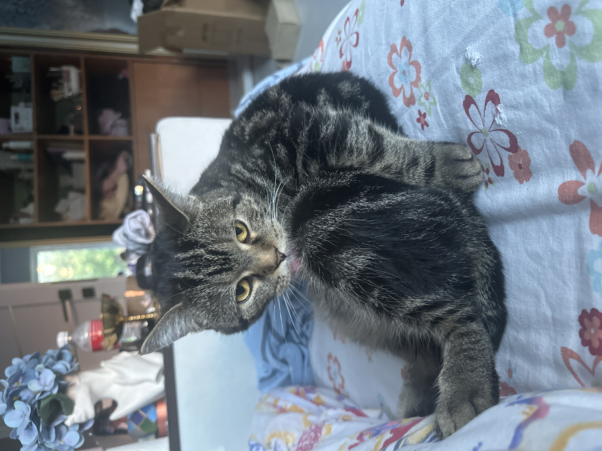 Tabby cat grooming captured in Stavropol home