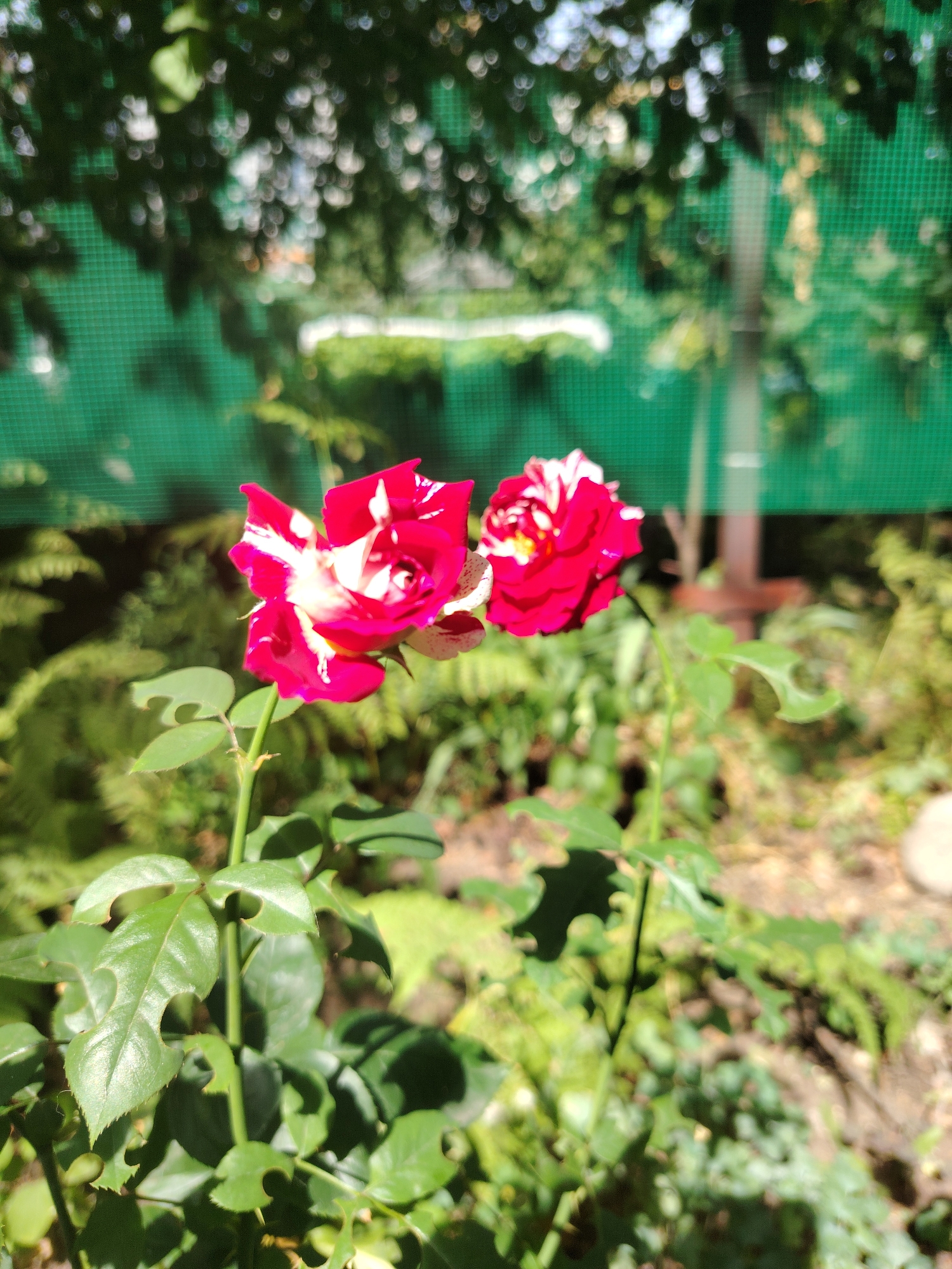 Roses, hostas, and wasps in an Astana garden