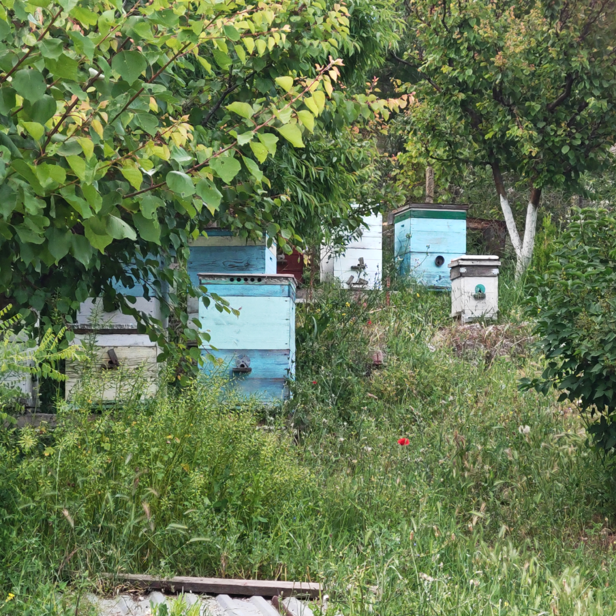 Rural scenes documented in Shchelkino, Ukraine amid overcast weather