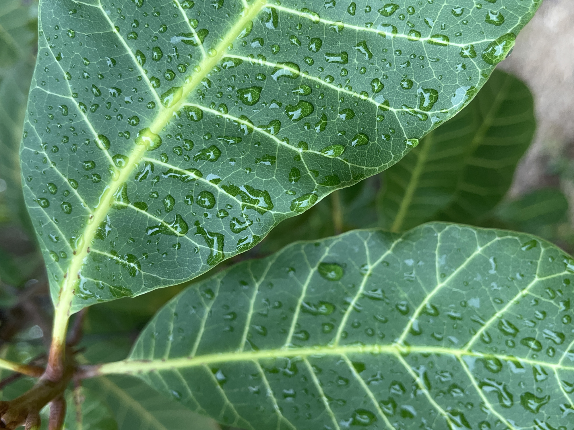 Post-rain nature documentation on Ko Pha Ngan island captured