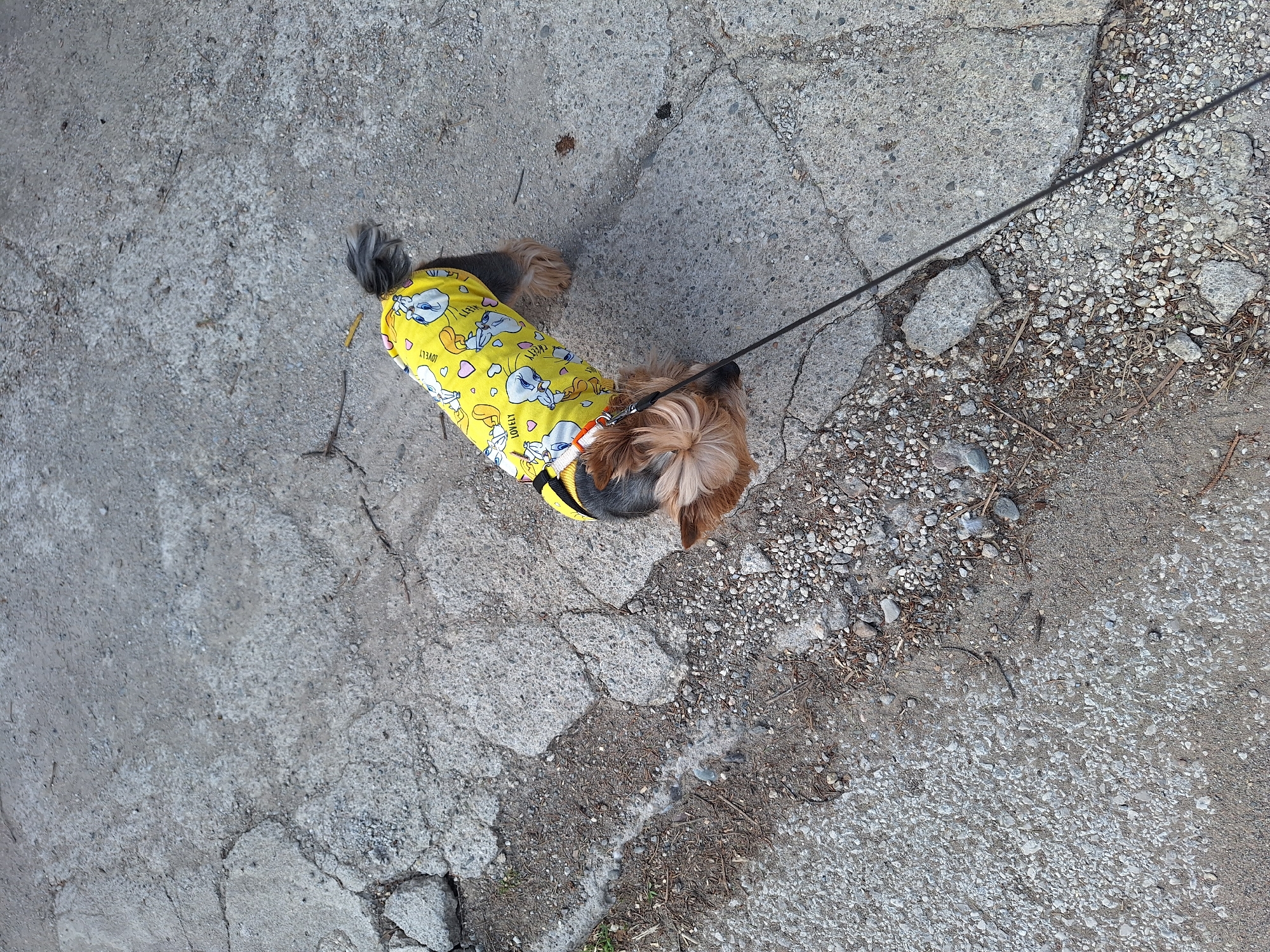 Yorkshire terrier in cartoon jacket spotted on cracked pavement