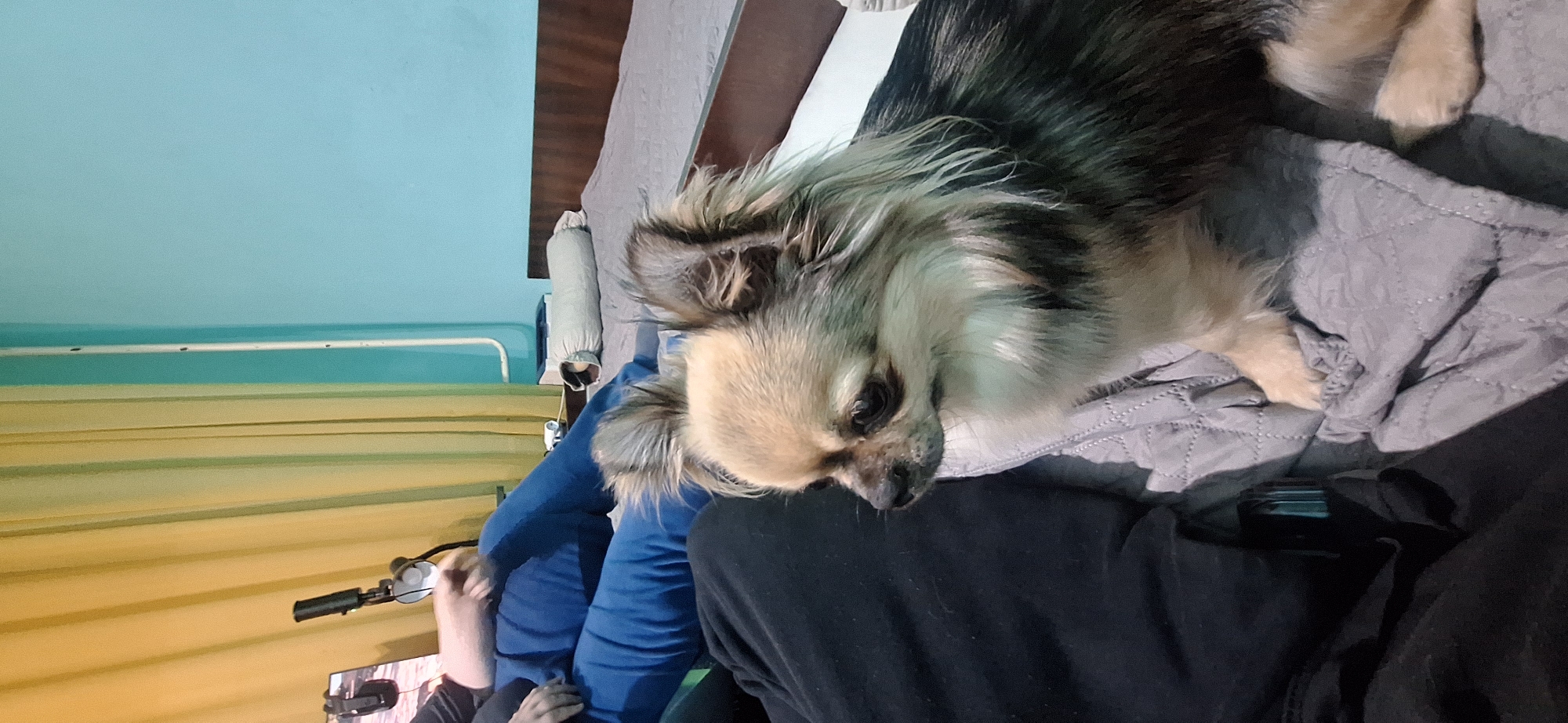 Chihuahua owner captures casual indoor moments in Stara Zagora