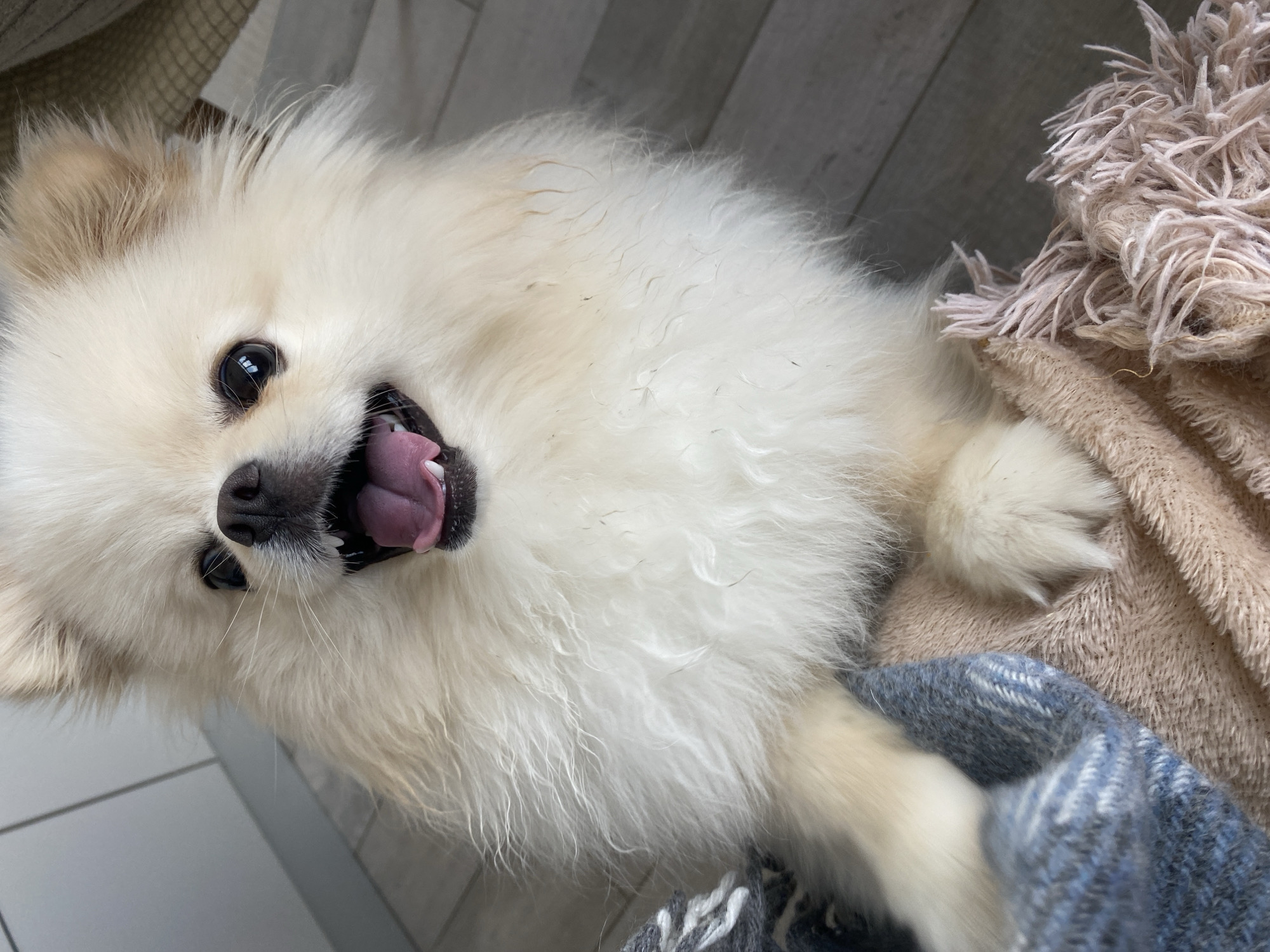 Pets relaxing at home in Odesa, Ukraine