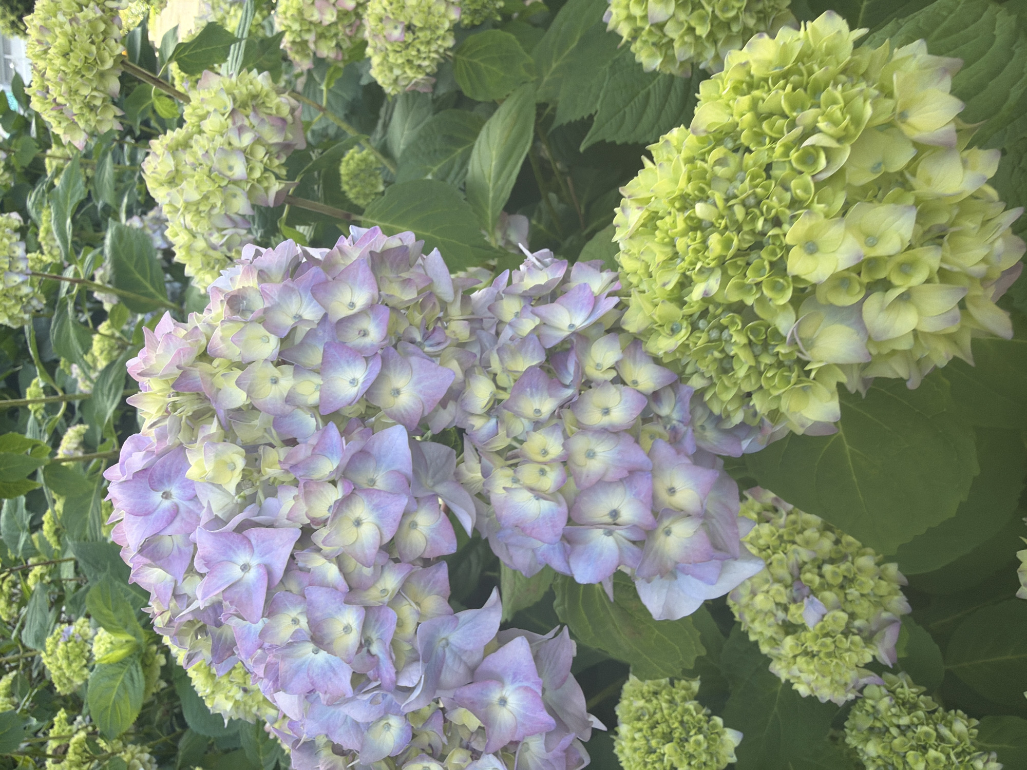 Afternoon in a garden: flowers, trees, and light