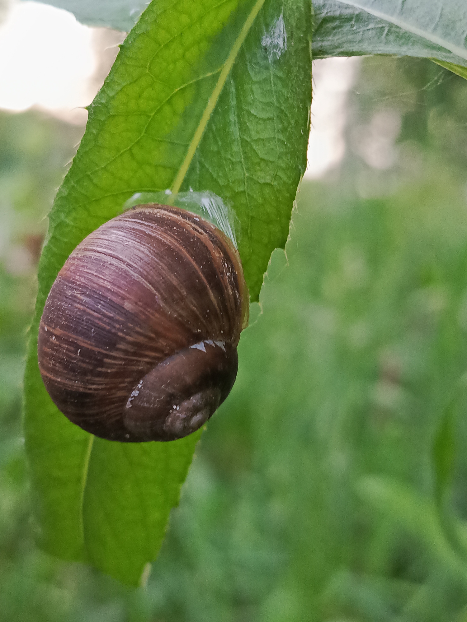 Snails on leaves, close up in Chaikovsky
