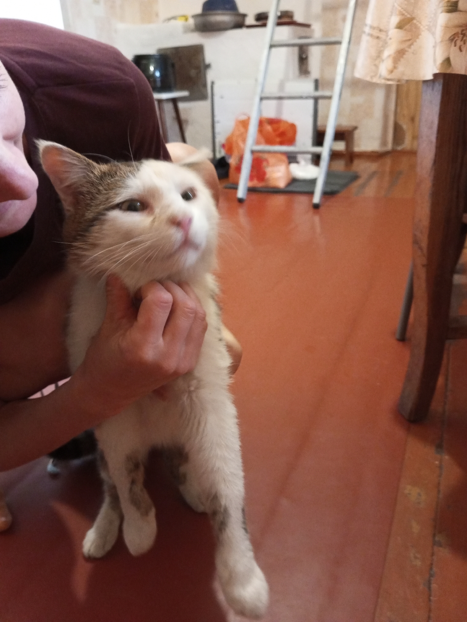 Rural Ukrainian village life documented through cats, strawberries, sunset