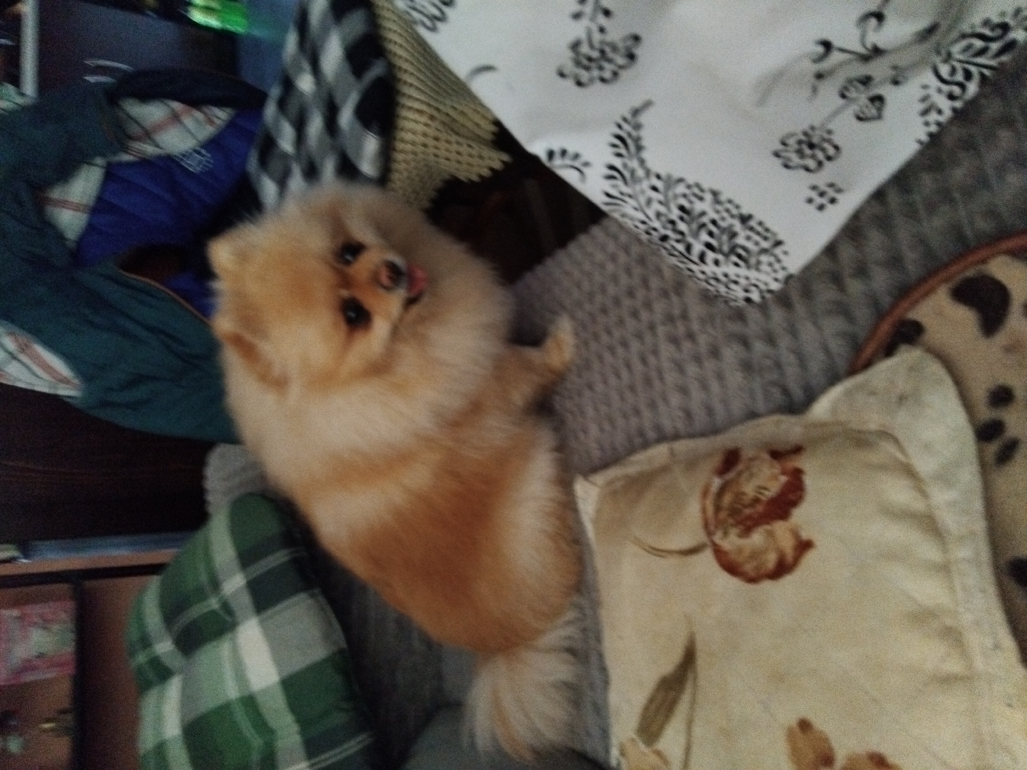 Pomeranian dog captured in domestic moments in Apriltsi, Bulgaria