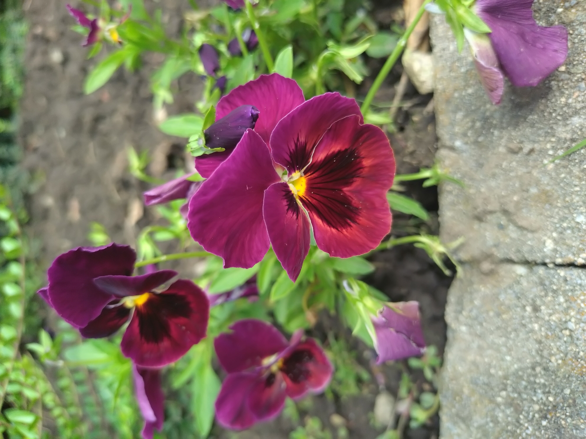 Quiet morning at a garden retreat in Yagoda, Bulgaria