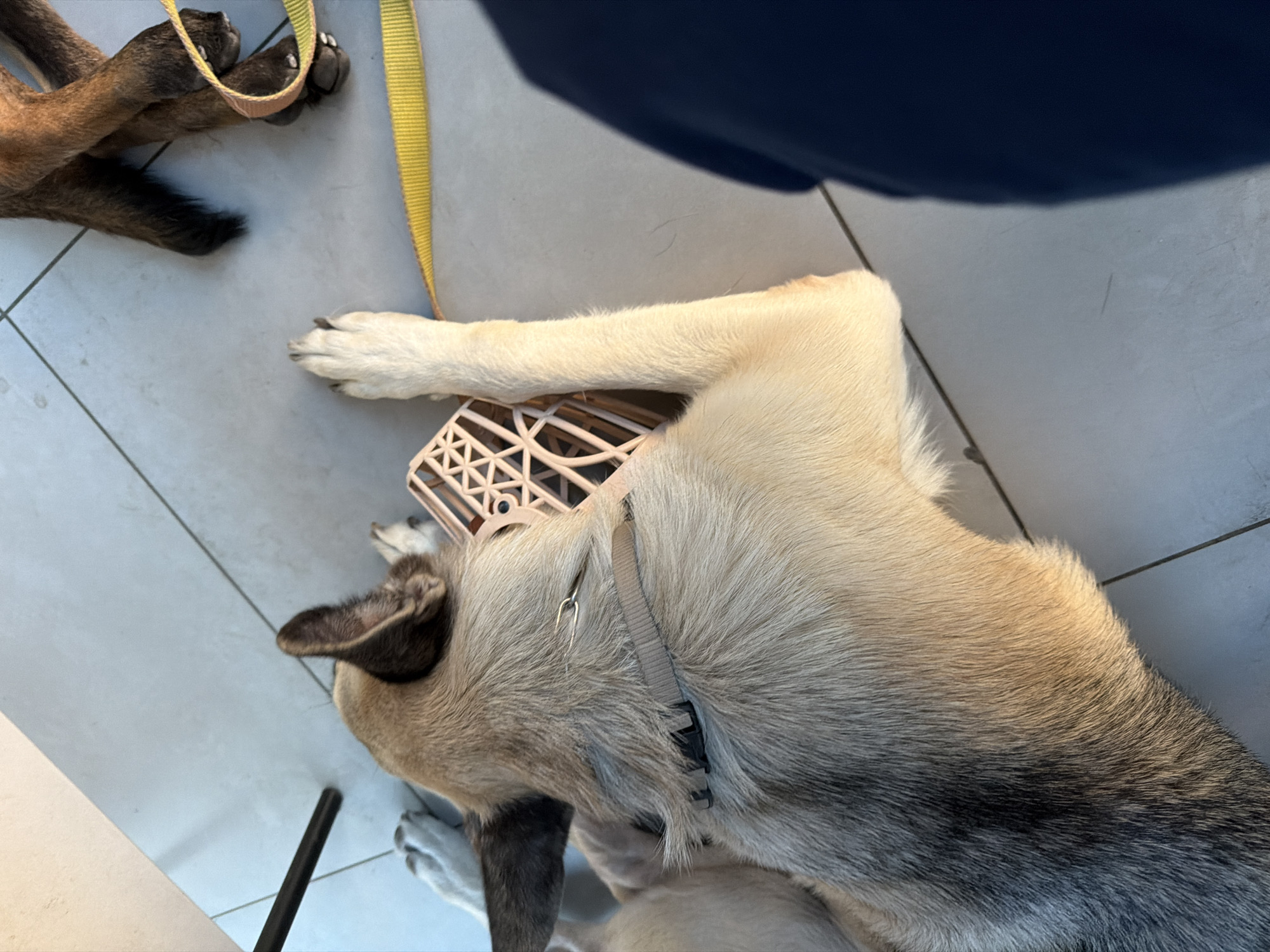 Working dogs at rest in a Rostov-on-Don indoor space