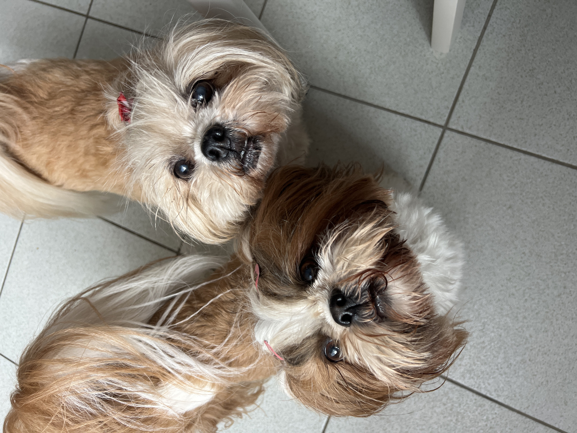 Two bow-wearing shih tzus at home in Białystok
