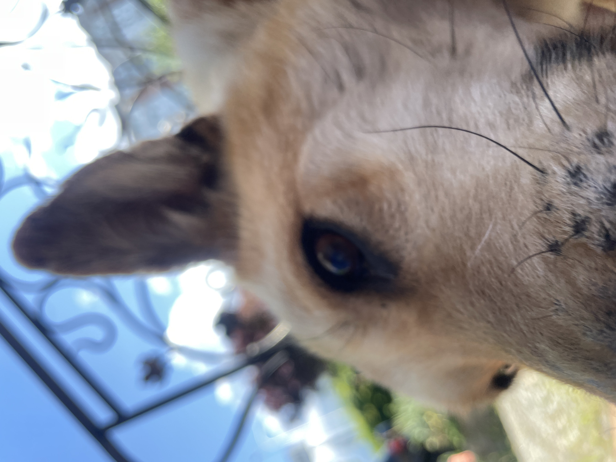 Dog day out: a garden explored up close